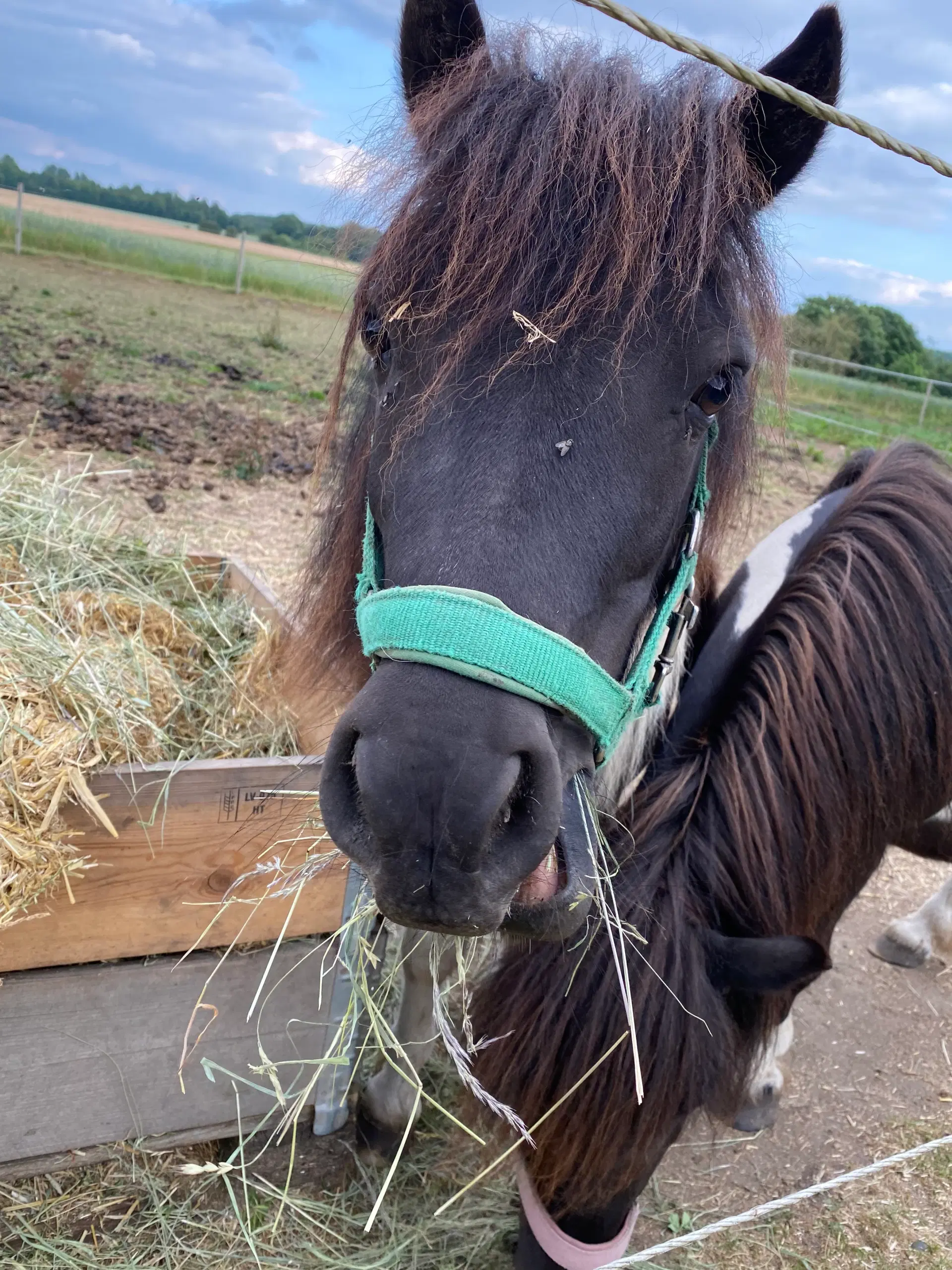 Shetlands pony Vallak 3år