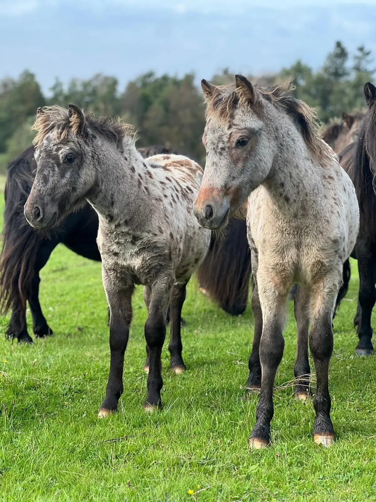 Plettet pony føl!