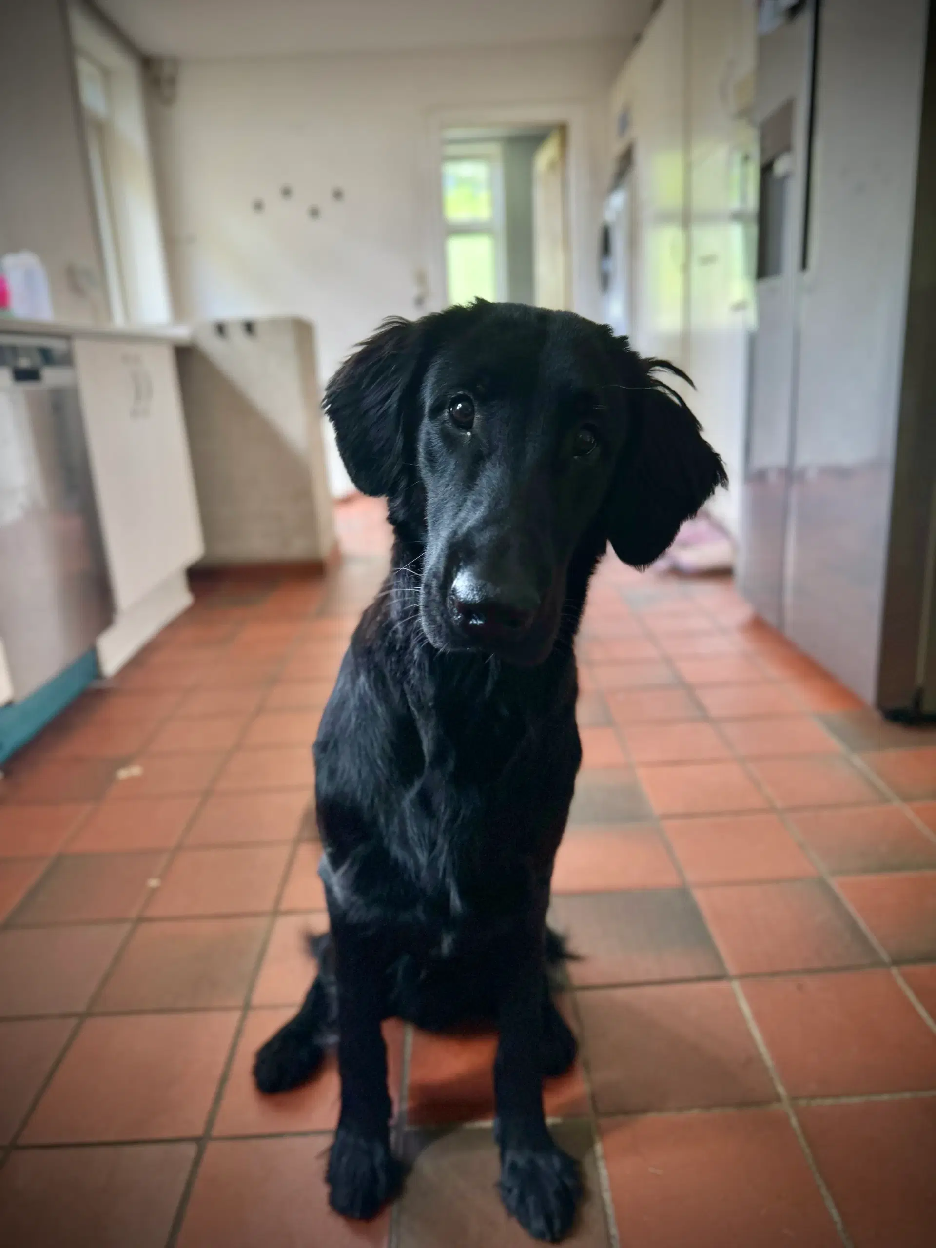 Flatcoated Retriever han