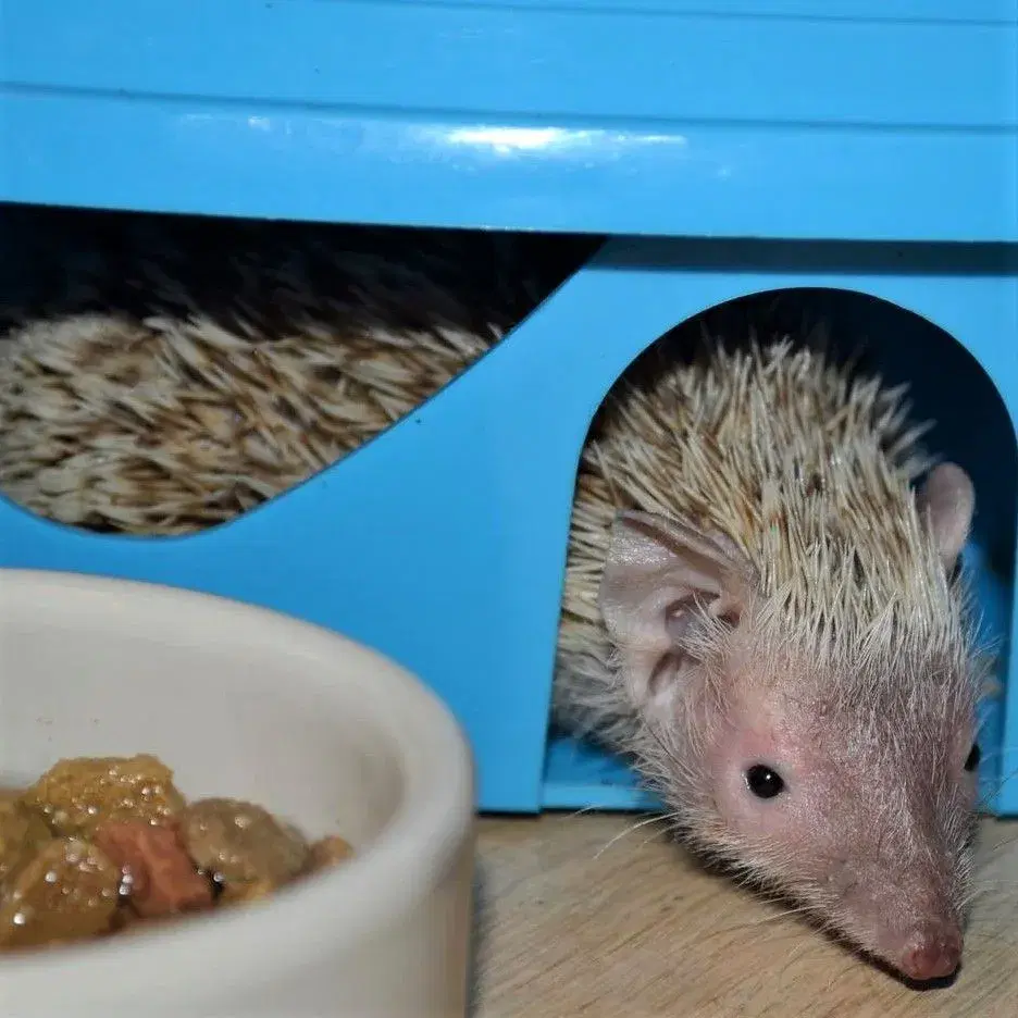 Tenrec