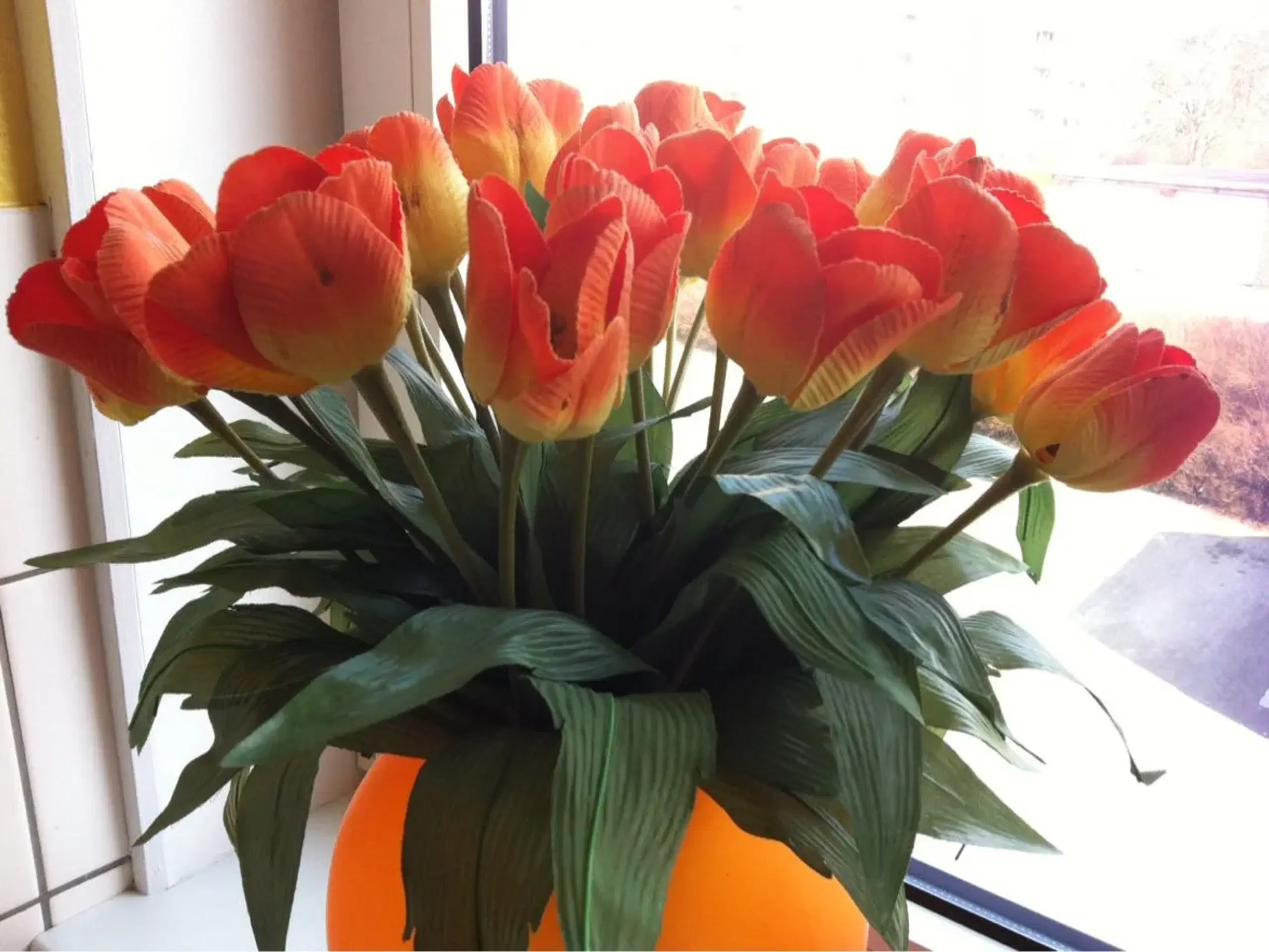 Orange tulipaner til salg