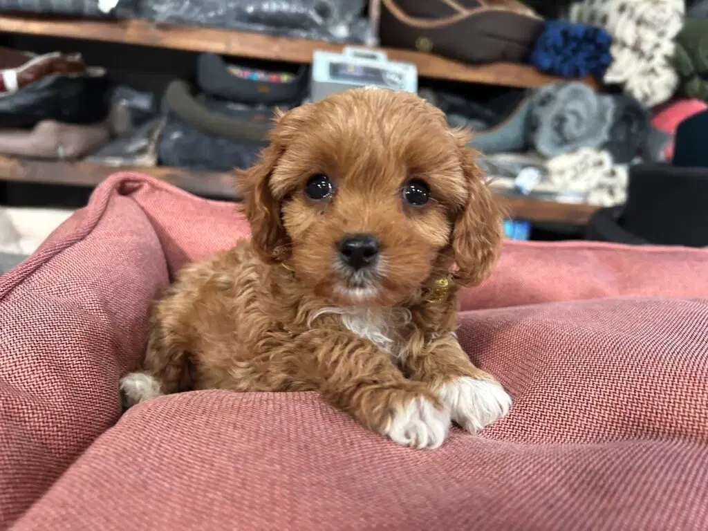 Cavapoo