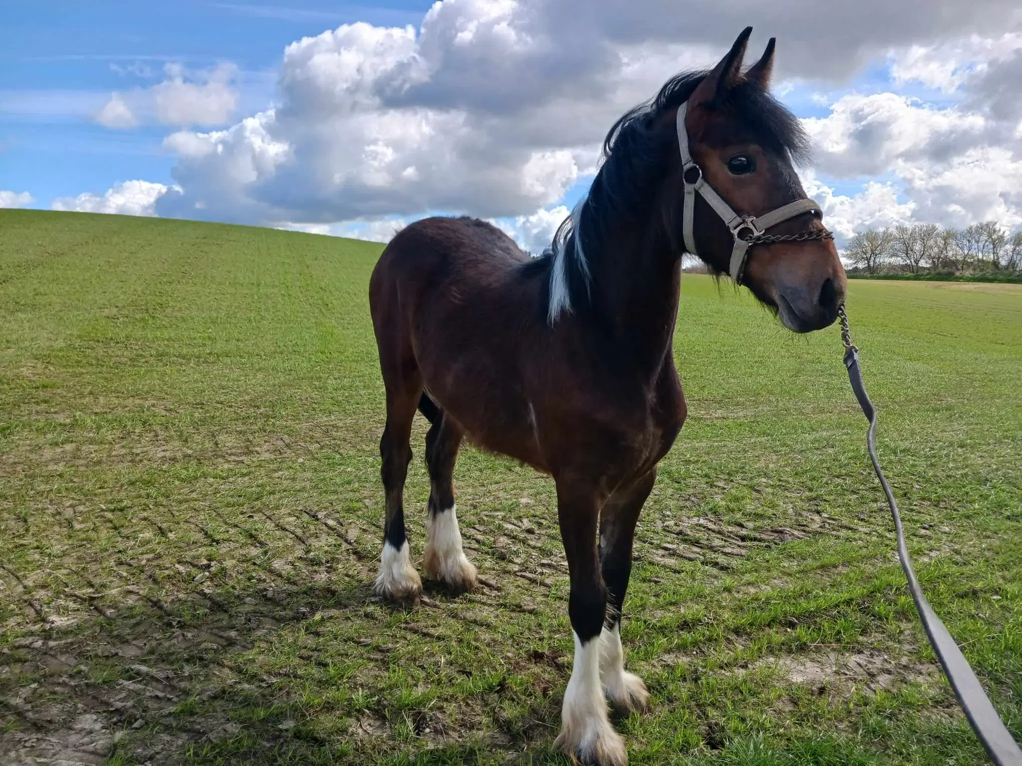 Luna☘️  Tinker/frieser/barock