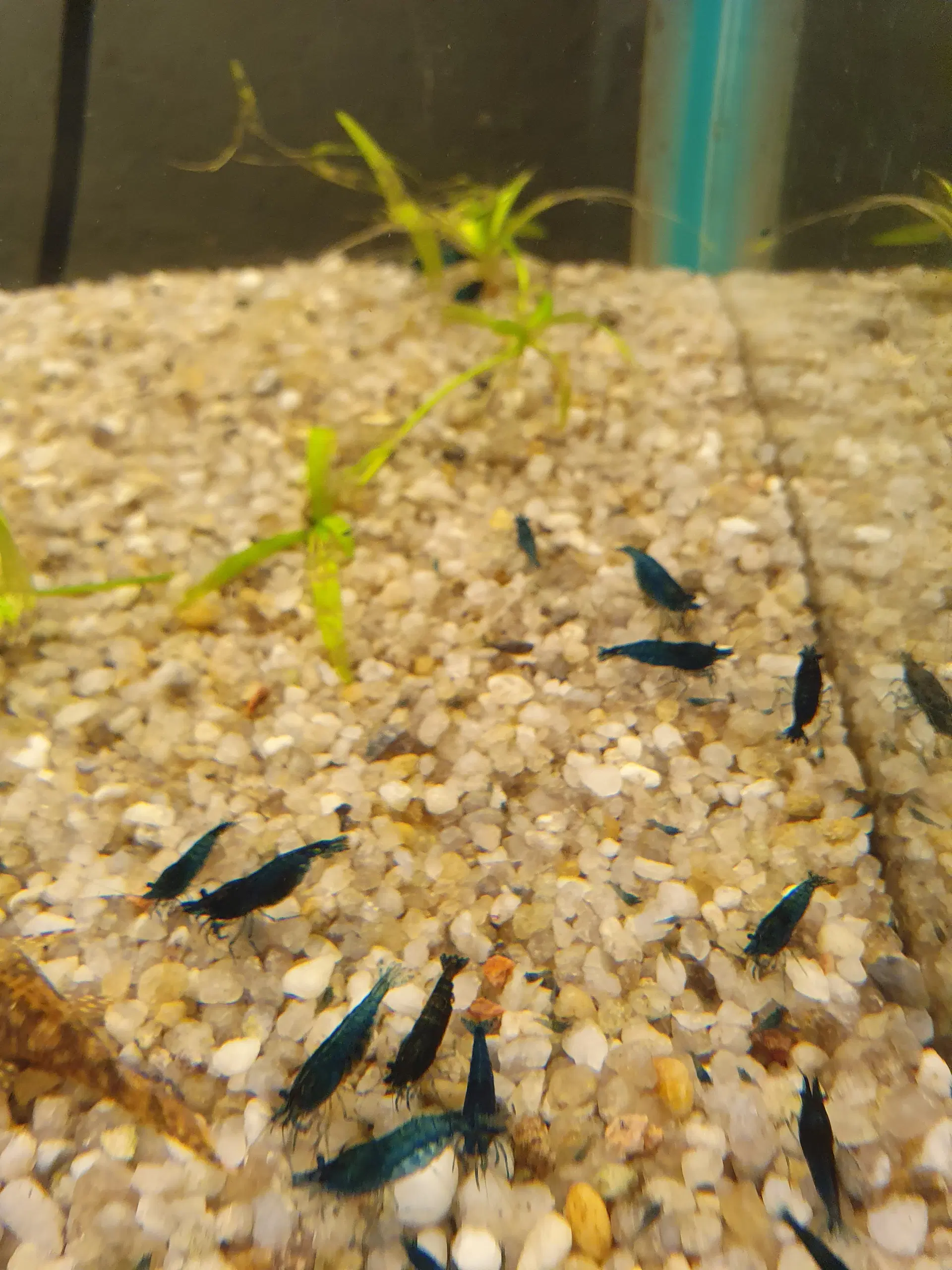 Neocaridina blue dream/blå rejer