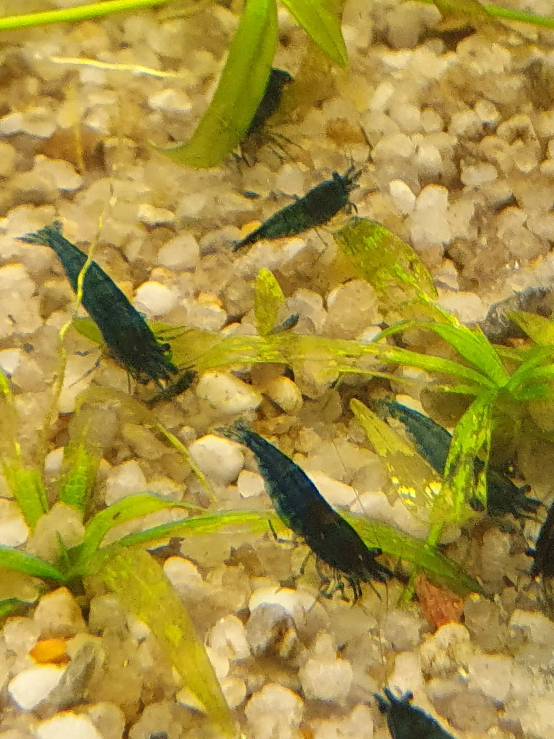 Neocaridina blue dream/blå rejer