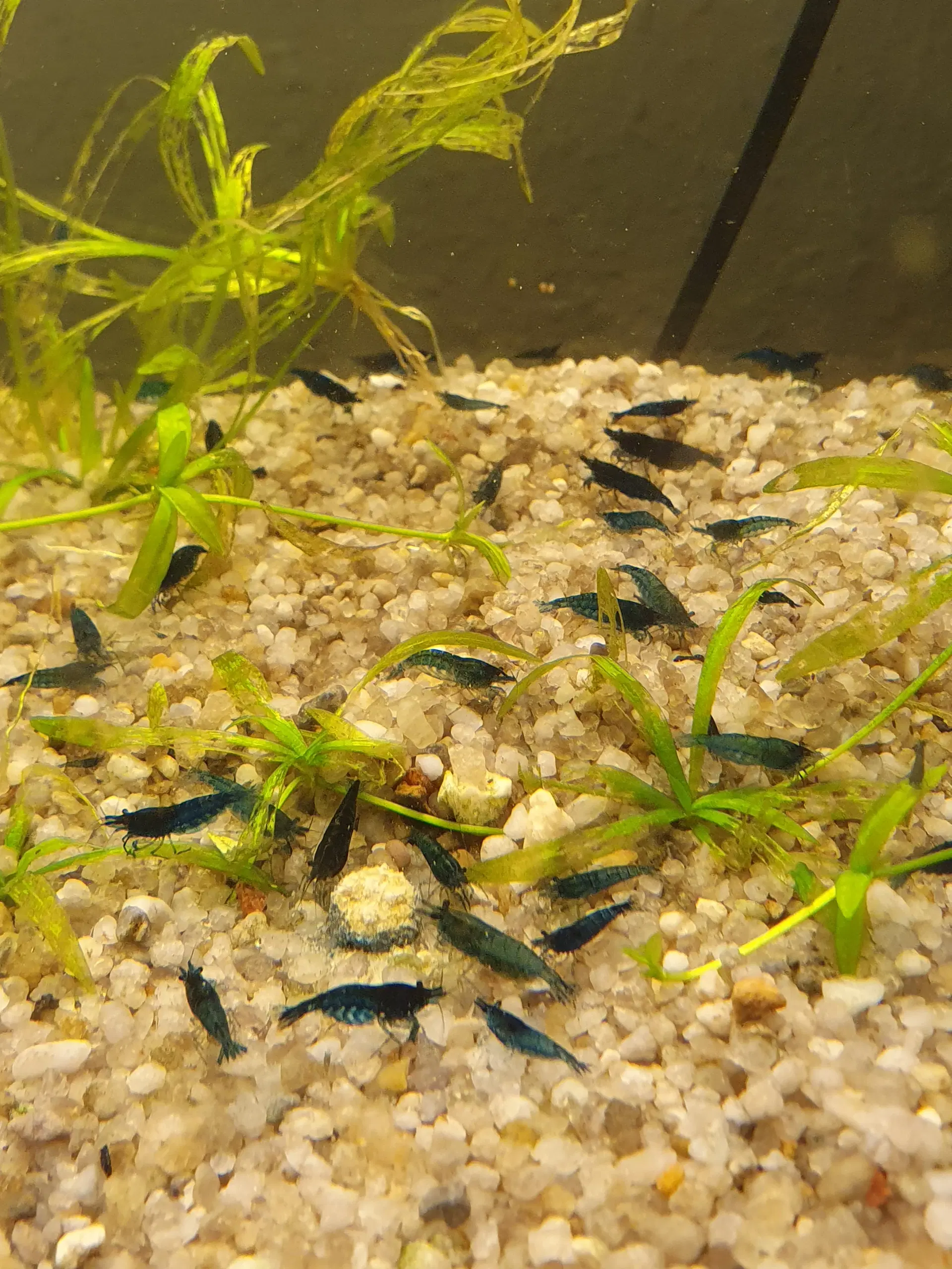 Neocaridina blue dream/blå rejer