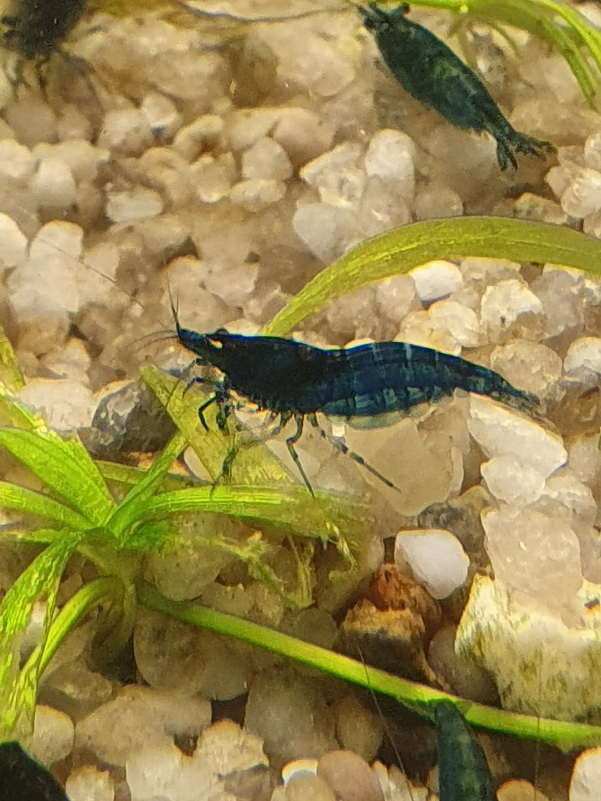 Neocaridina blue dream/blå rejer