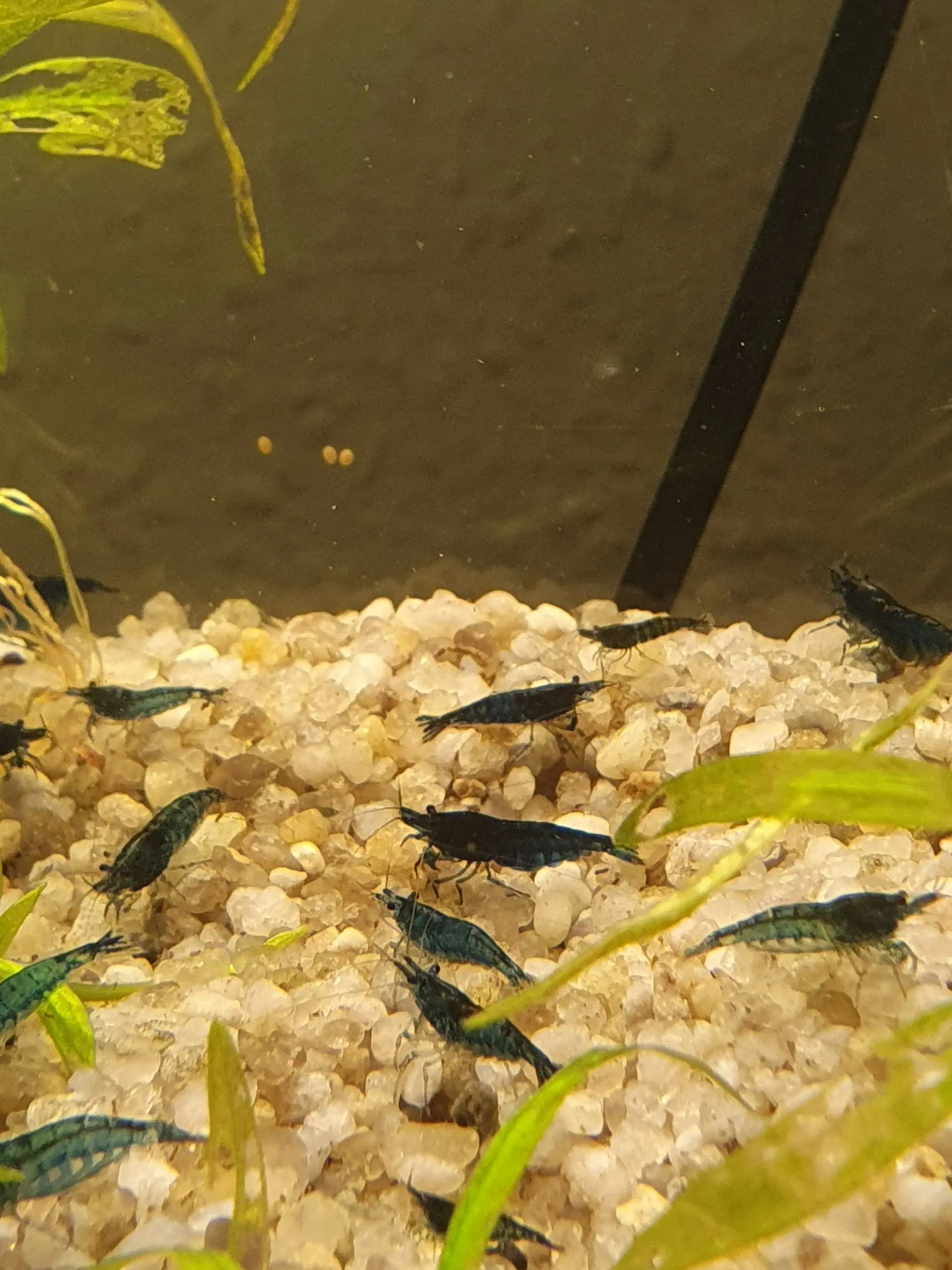 Neocaridina blue dream/blå rejer