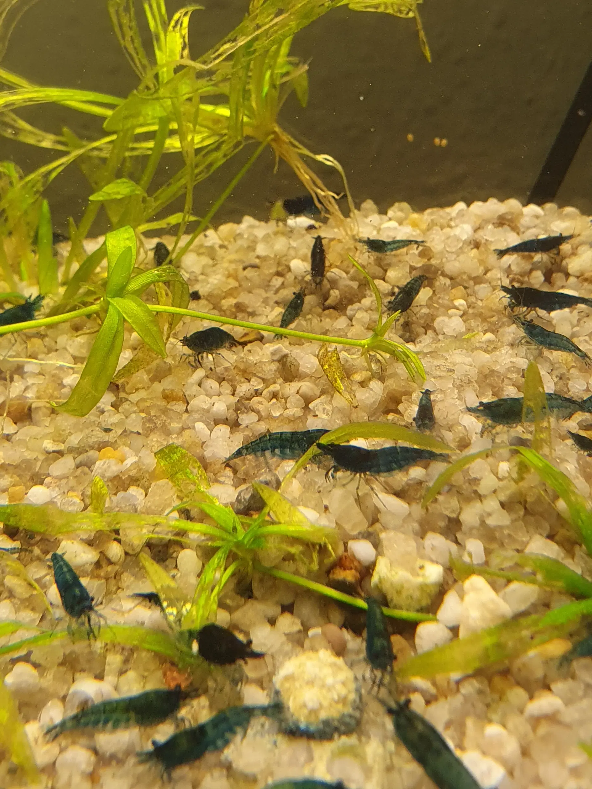 Neocaridina blue dream/blå rejer