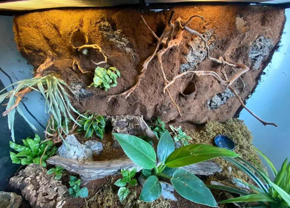 TERRARIUM OG GEKKOER