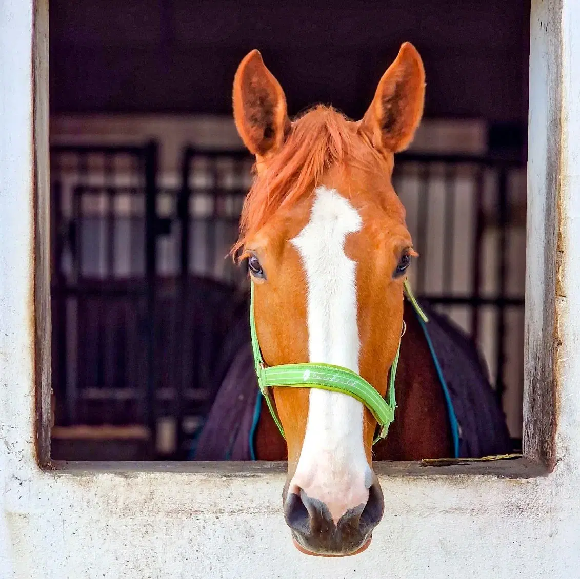 Palomino hoppe 7 år