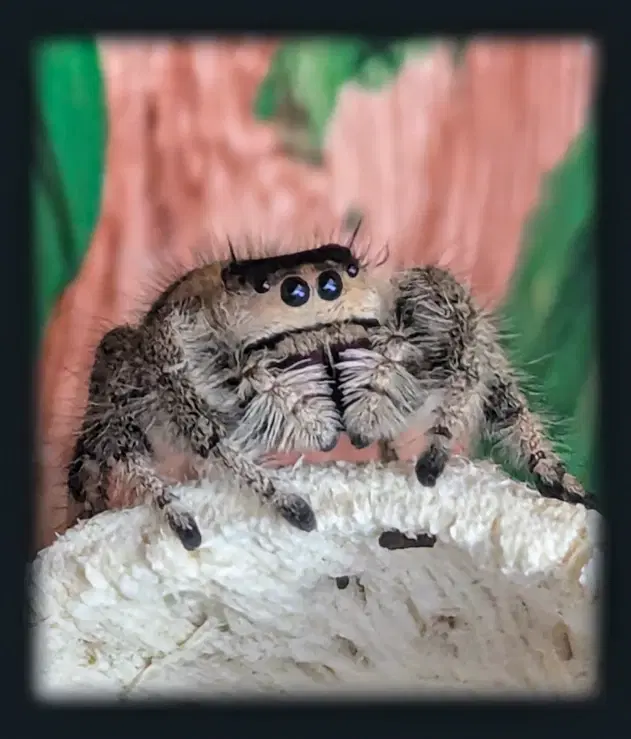 Jumping spider