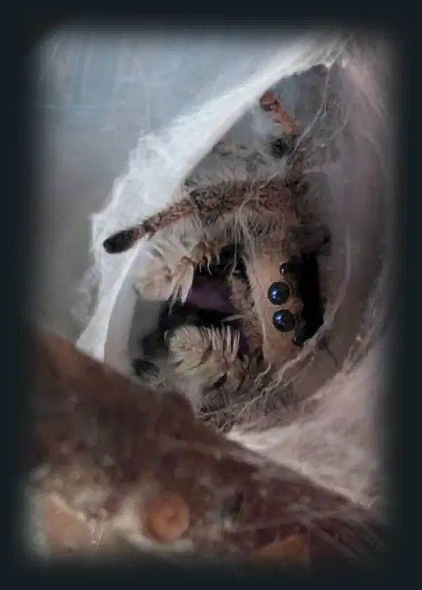 Jumping spider