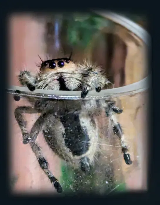 Jumping spider