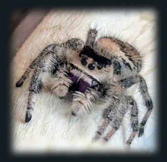 Jumping spider