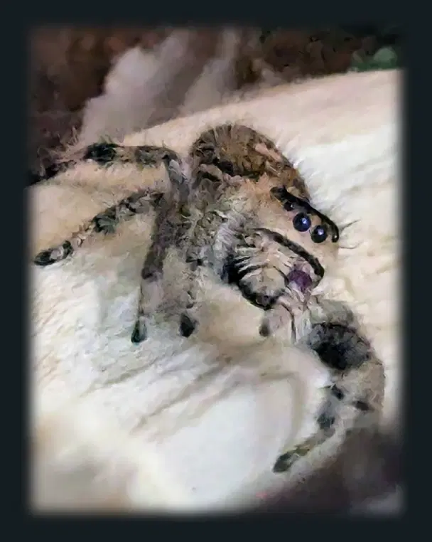 Jumping spider