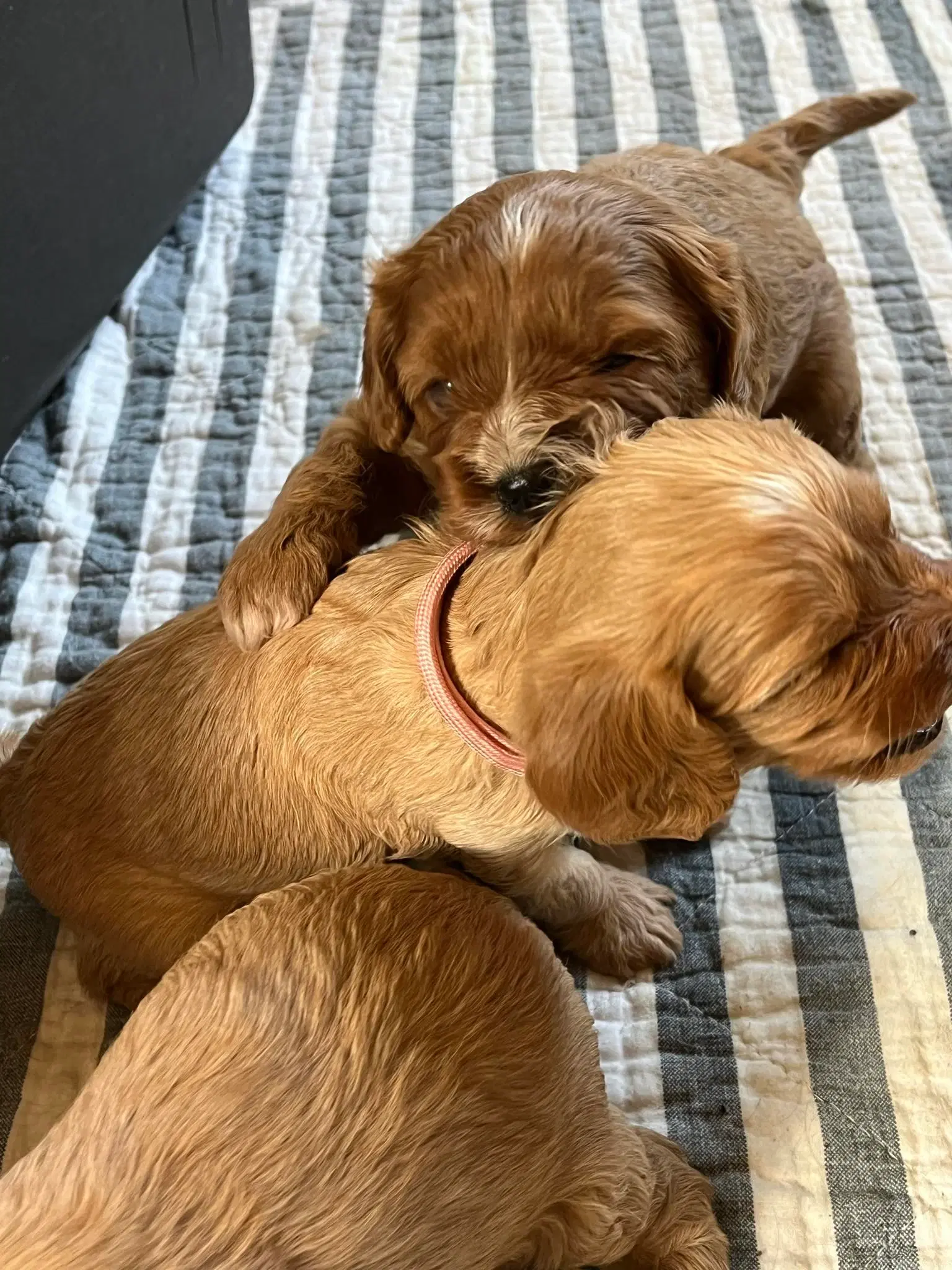 Cavapoo hvalpe