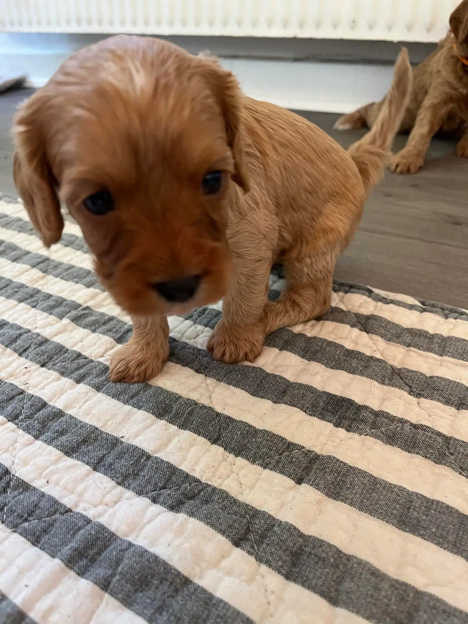 Cavapoo hvalpe