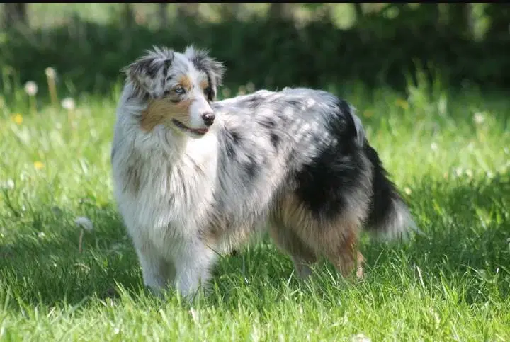 Australian Shepherd Tæve fra Nov 23