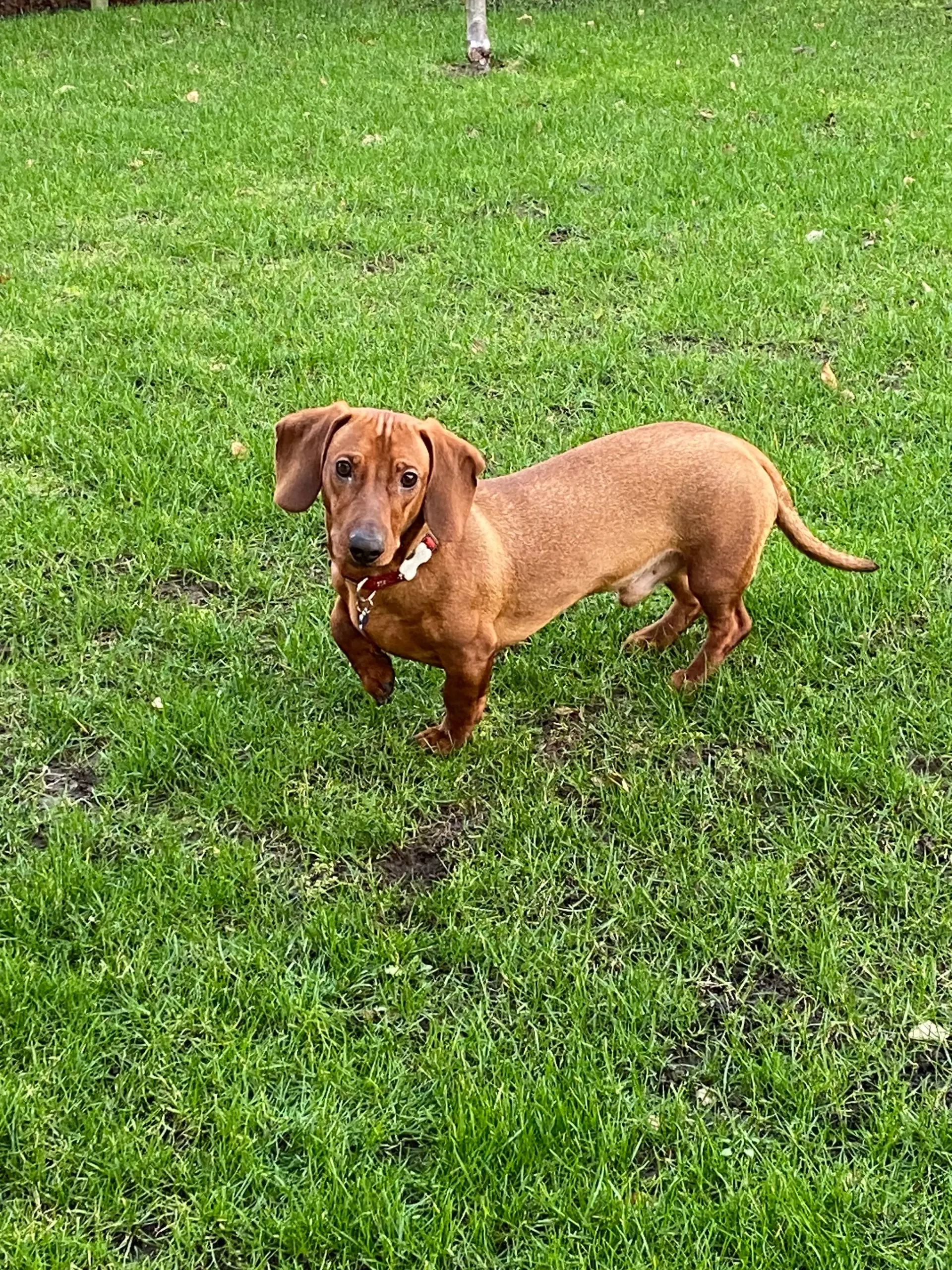 Gravhund standard søger nyt hjem