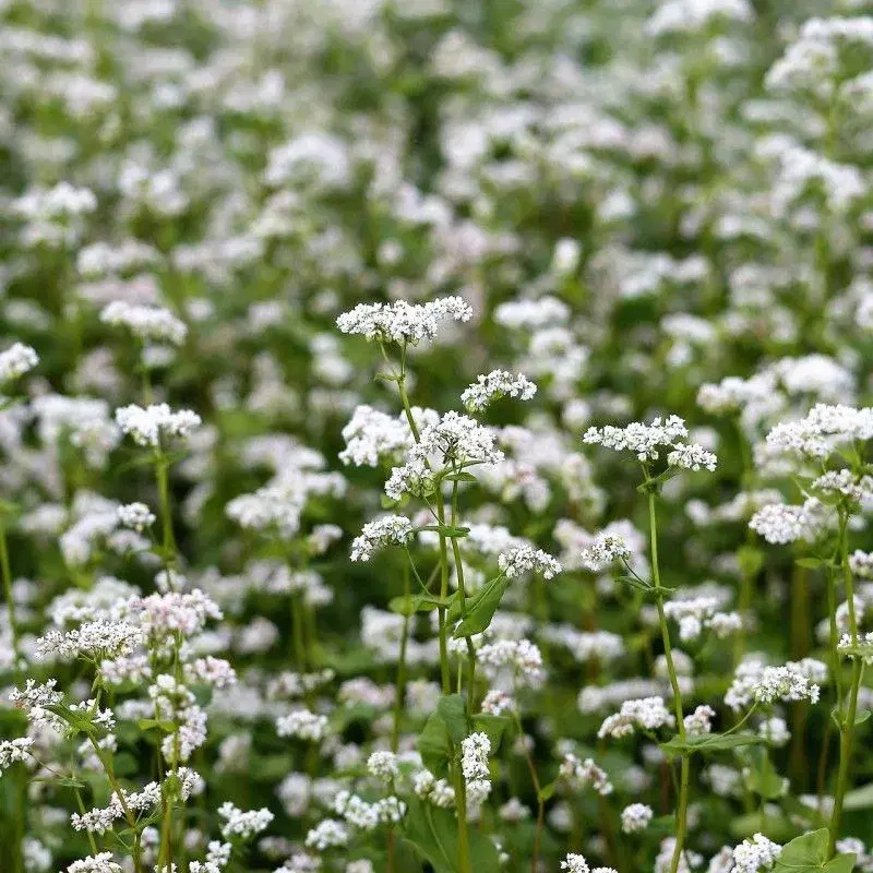 PAS PÅ NATUREN med smukke blomster -så nu!