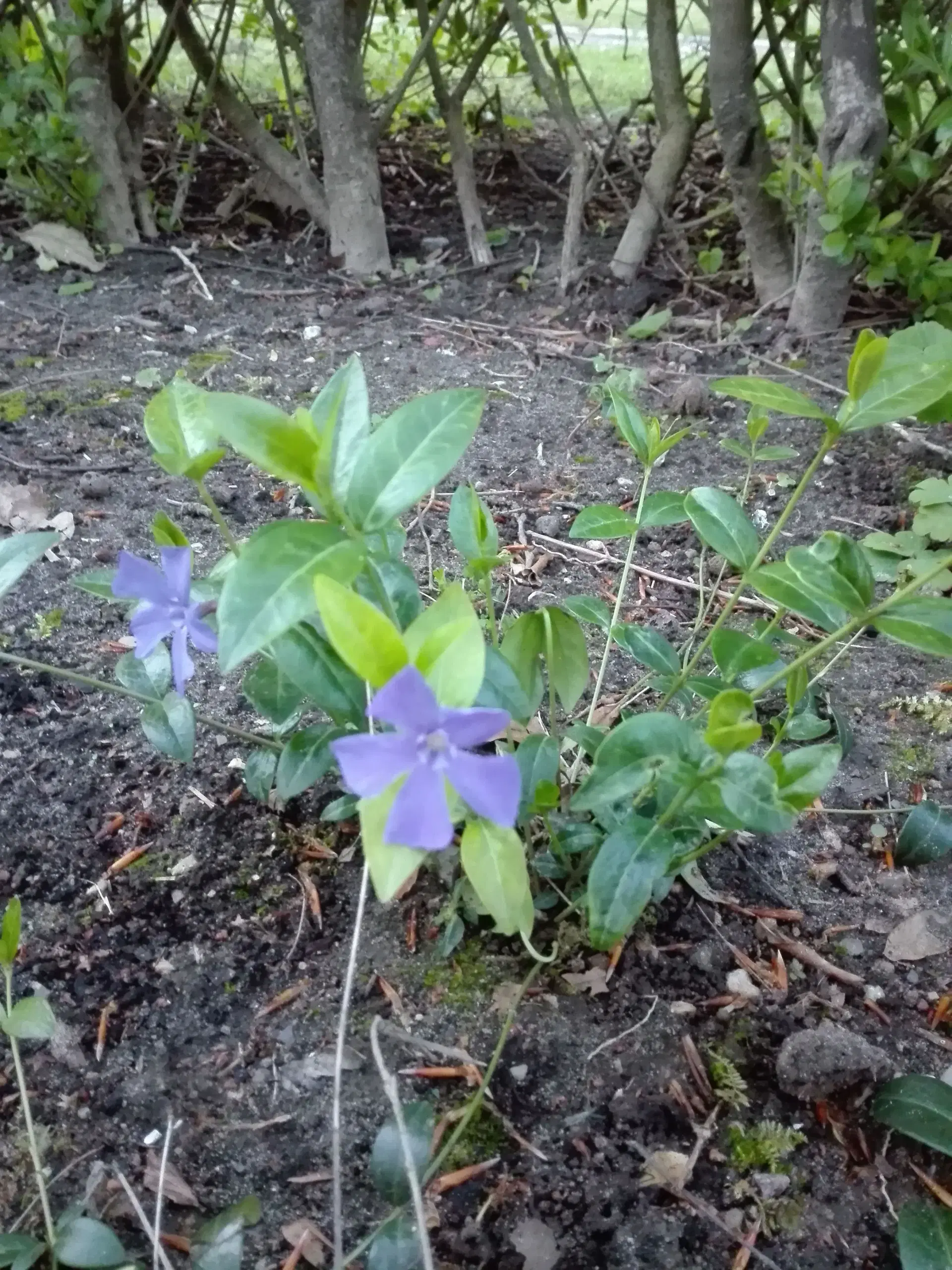 Vinca Minor / Vintergrøn bunddække