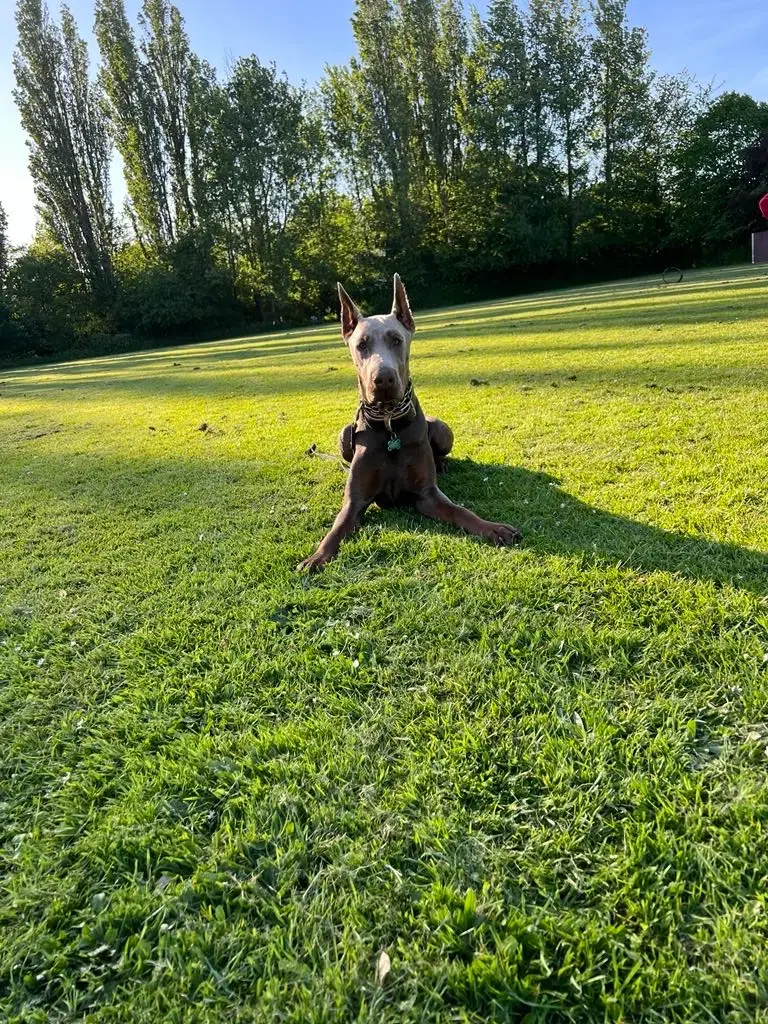 Dobermann hanhund