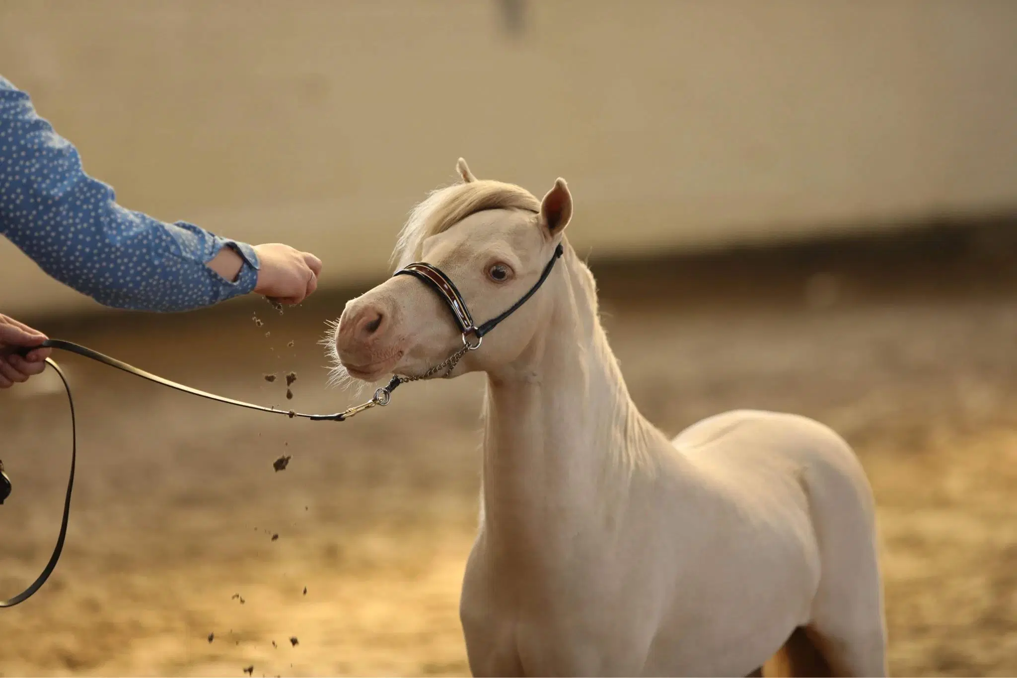 Amrikansk miniature hingst