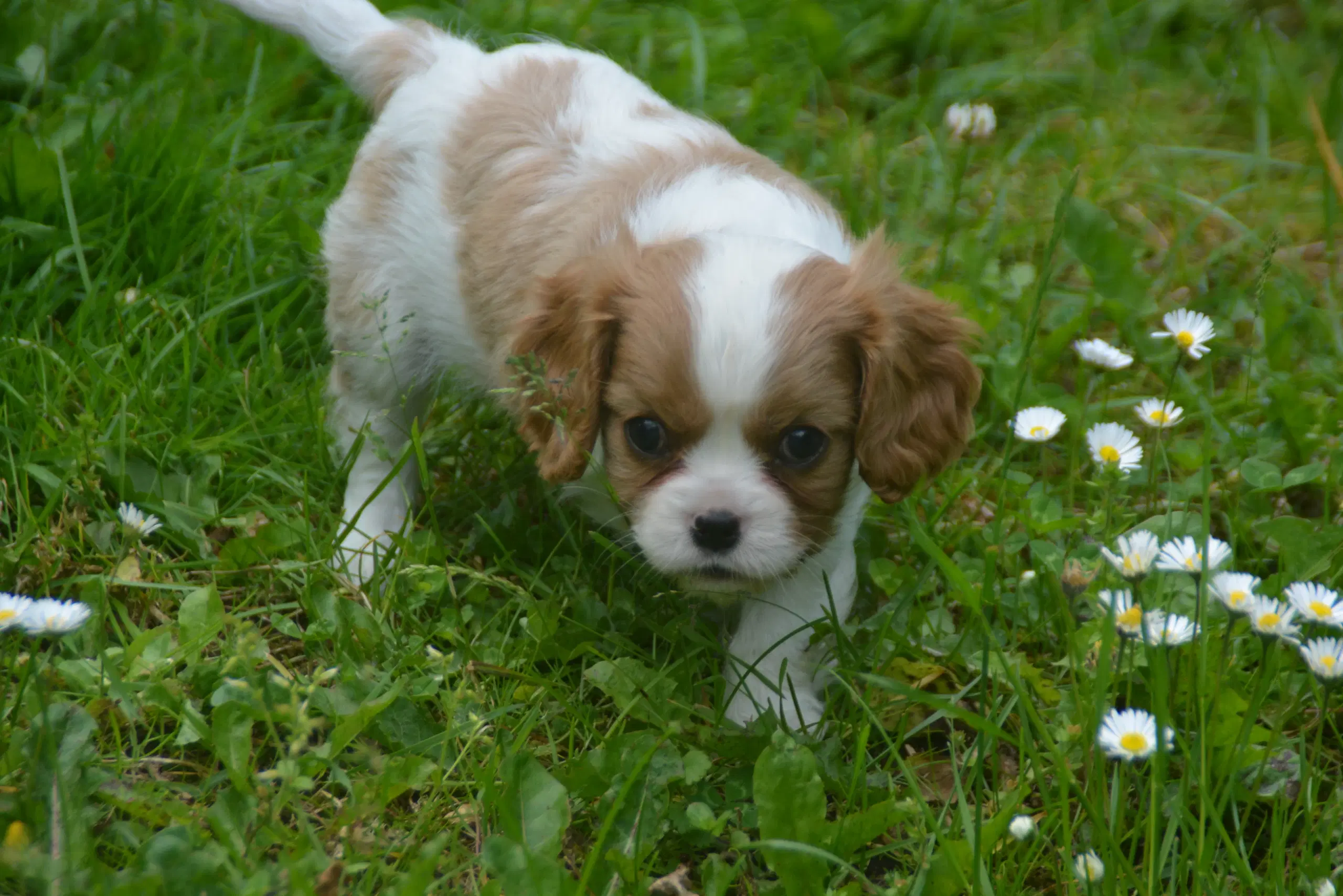 Cavalier King Charles Spaniel