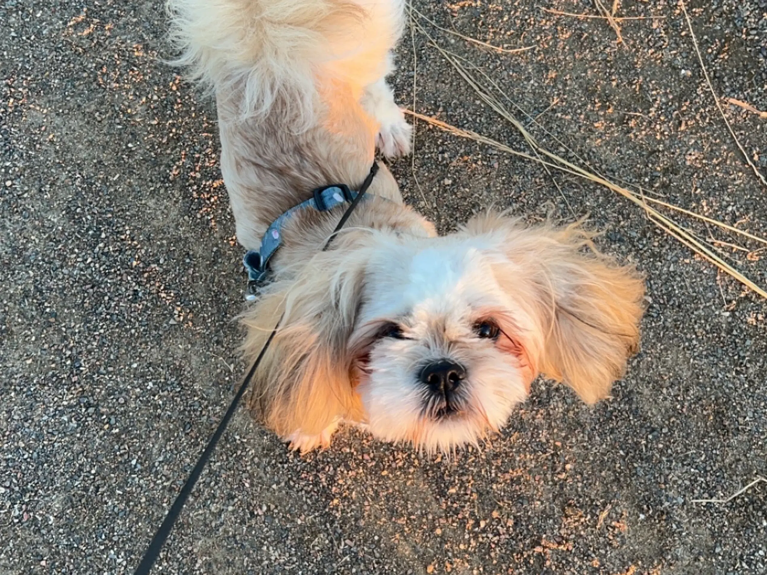 Shih tzu 1 år gammel