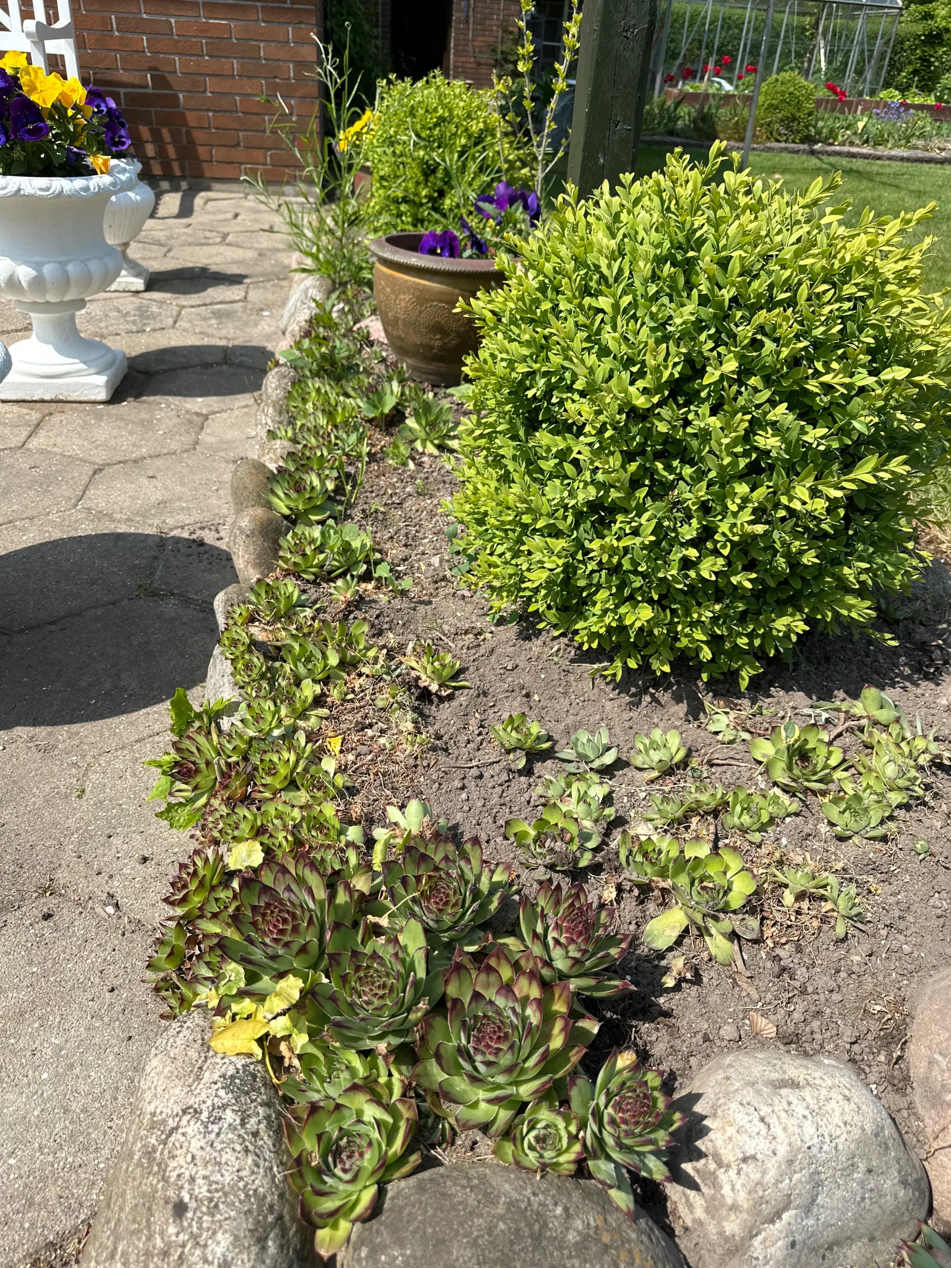 Husløg BuskbomHosta kastanjebusk Havehibiscus