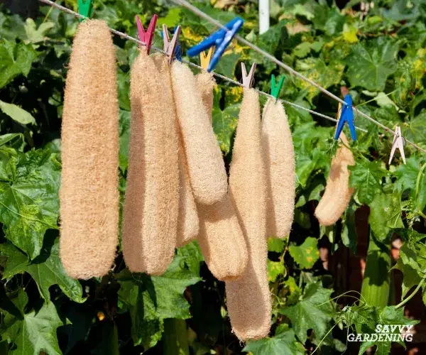 40 Loofah Frø inkl levering