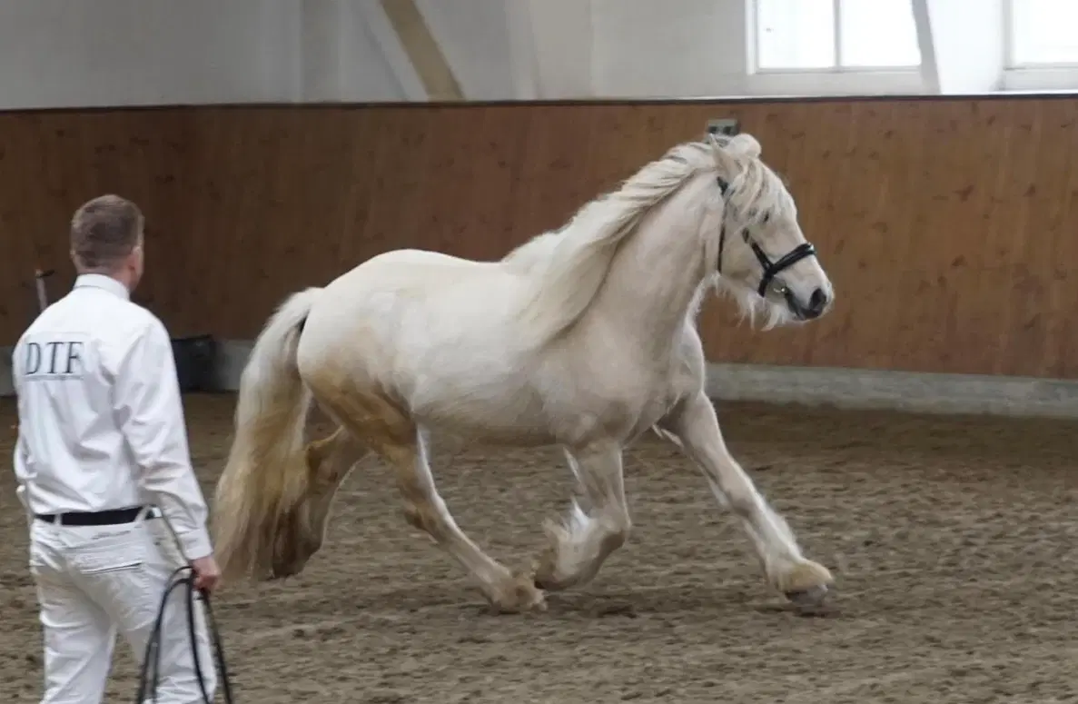 Irish cob hoppe palomino