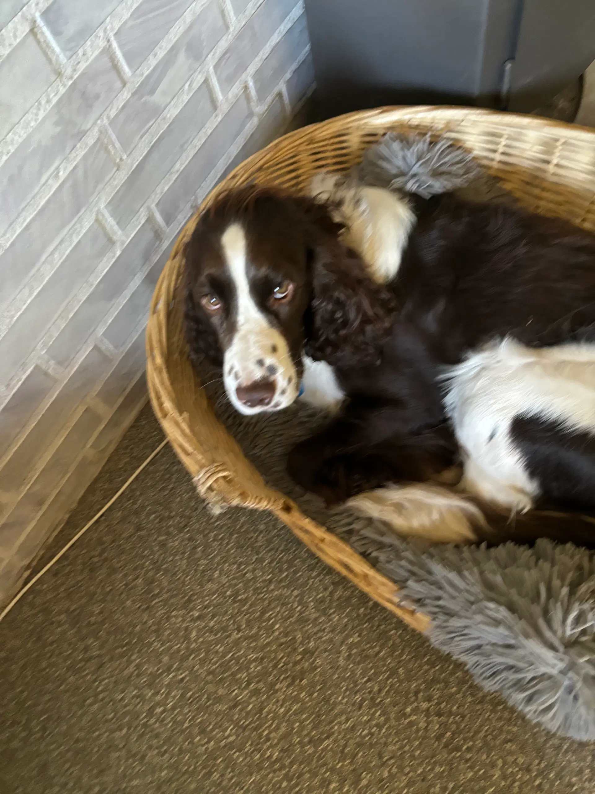 Engelsk Springer Spaniel