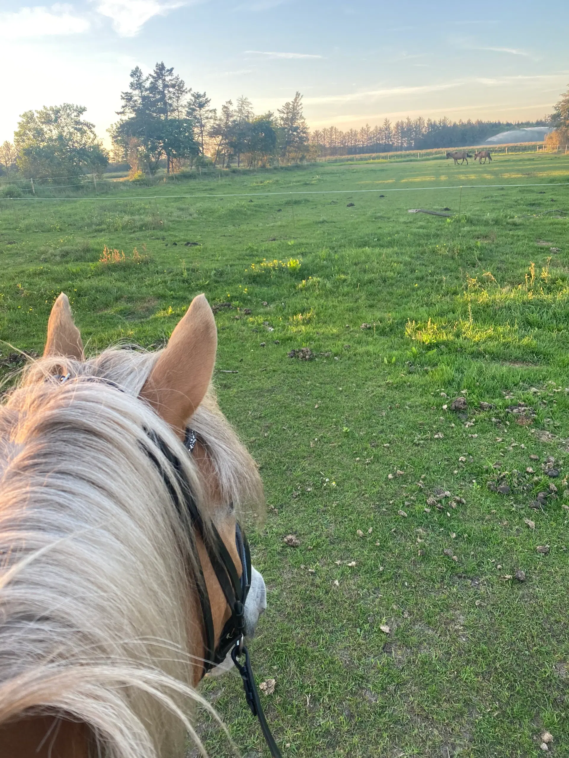 Haflinger Vallak