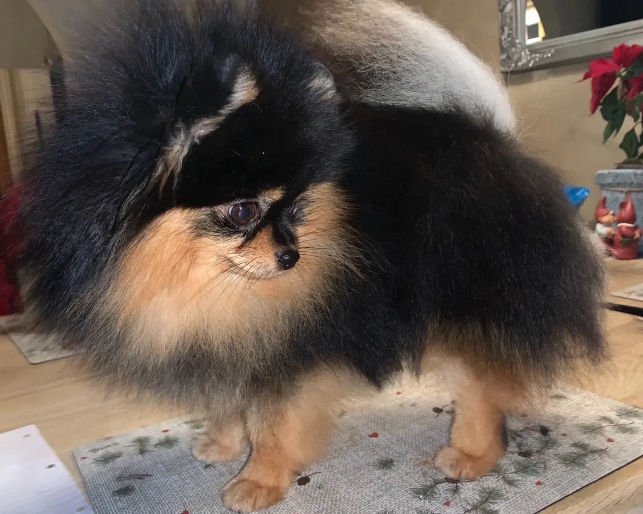 Pomeranian tæve DKK stamtavle