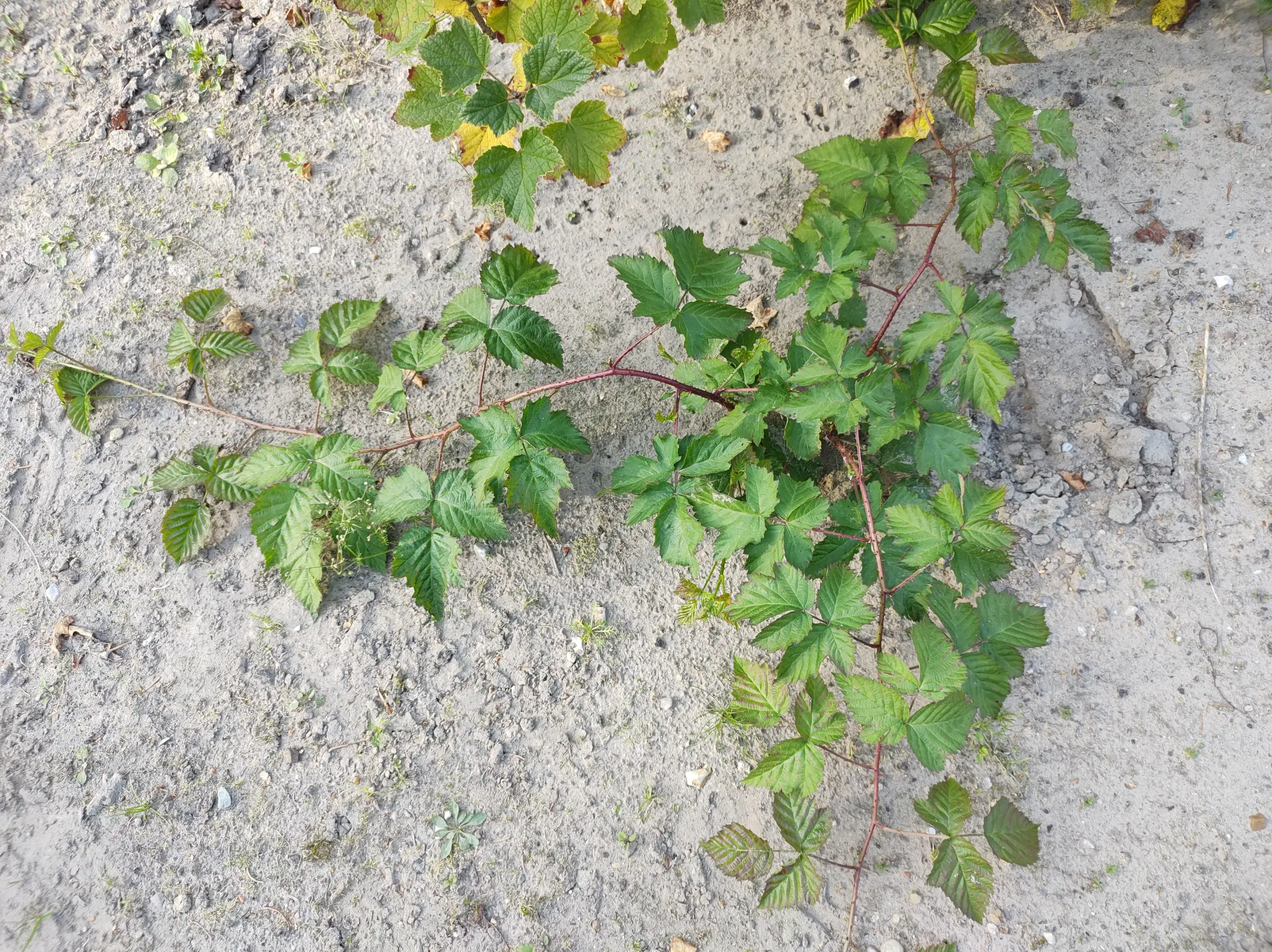 Boysenbær planter