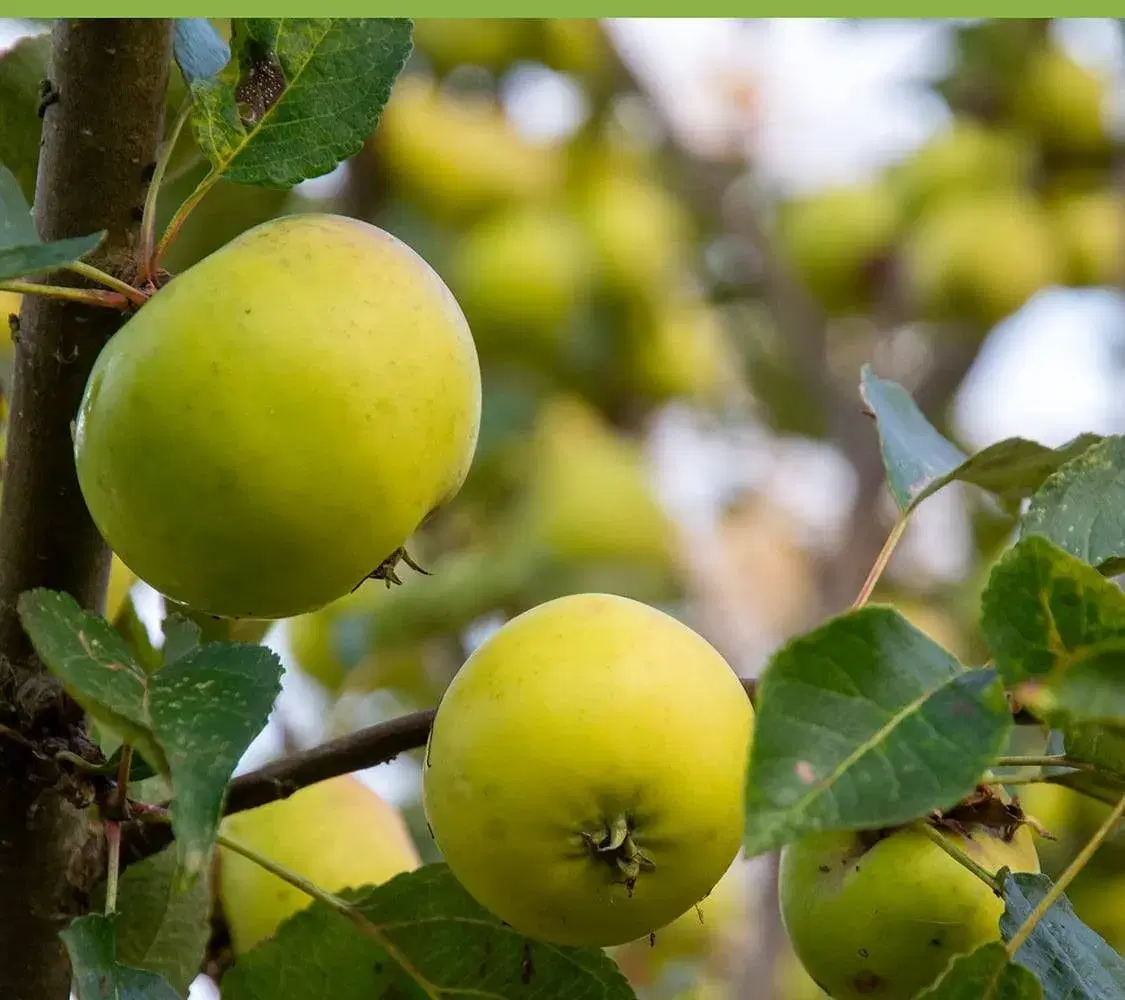 Cideræbletræer