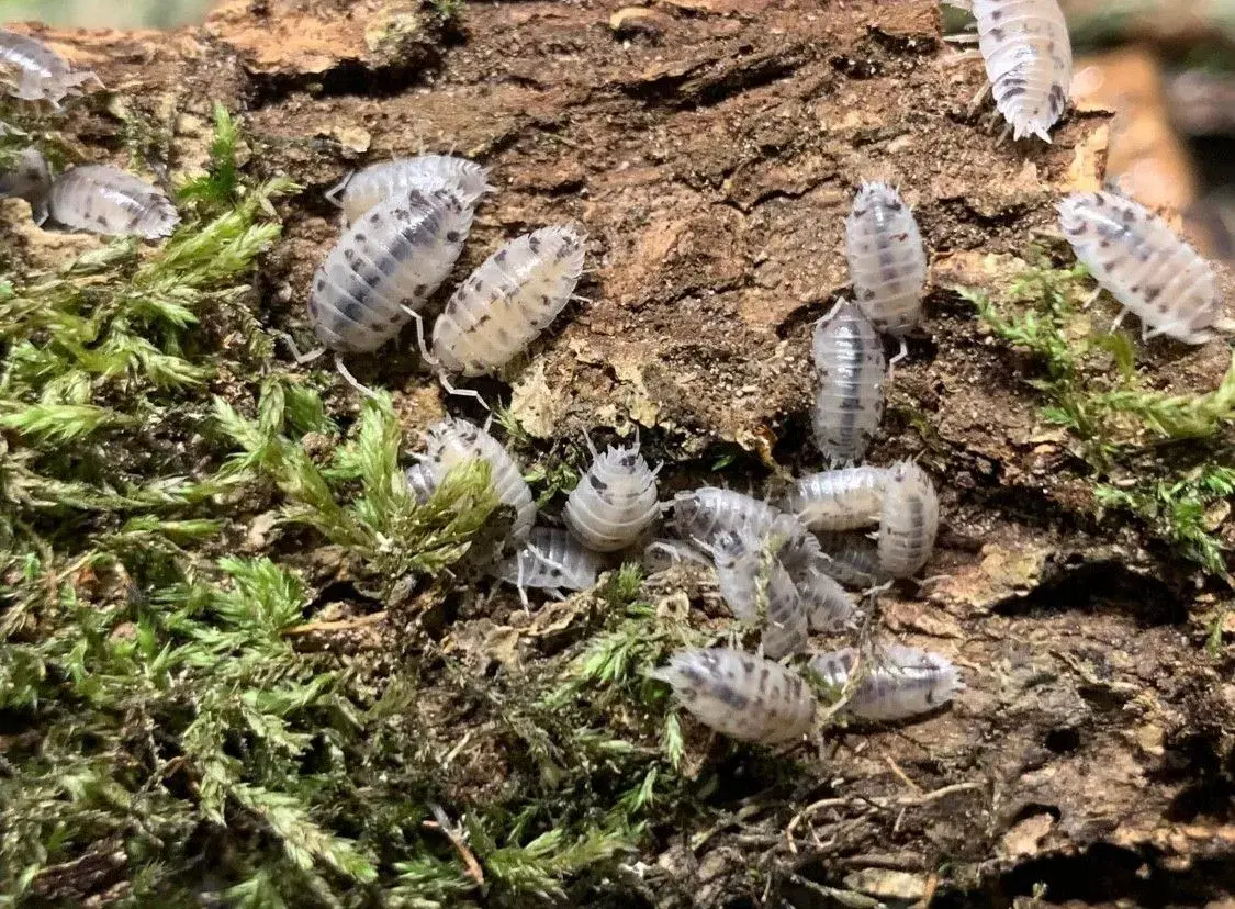 Porcellio Laevis Dairy Cow sælges