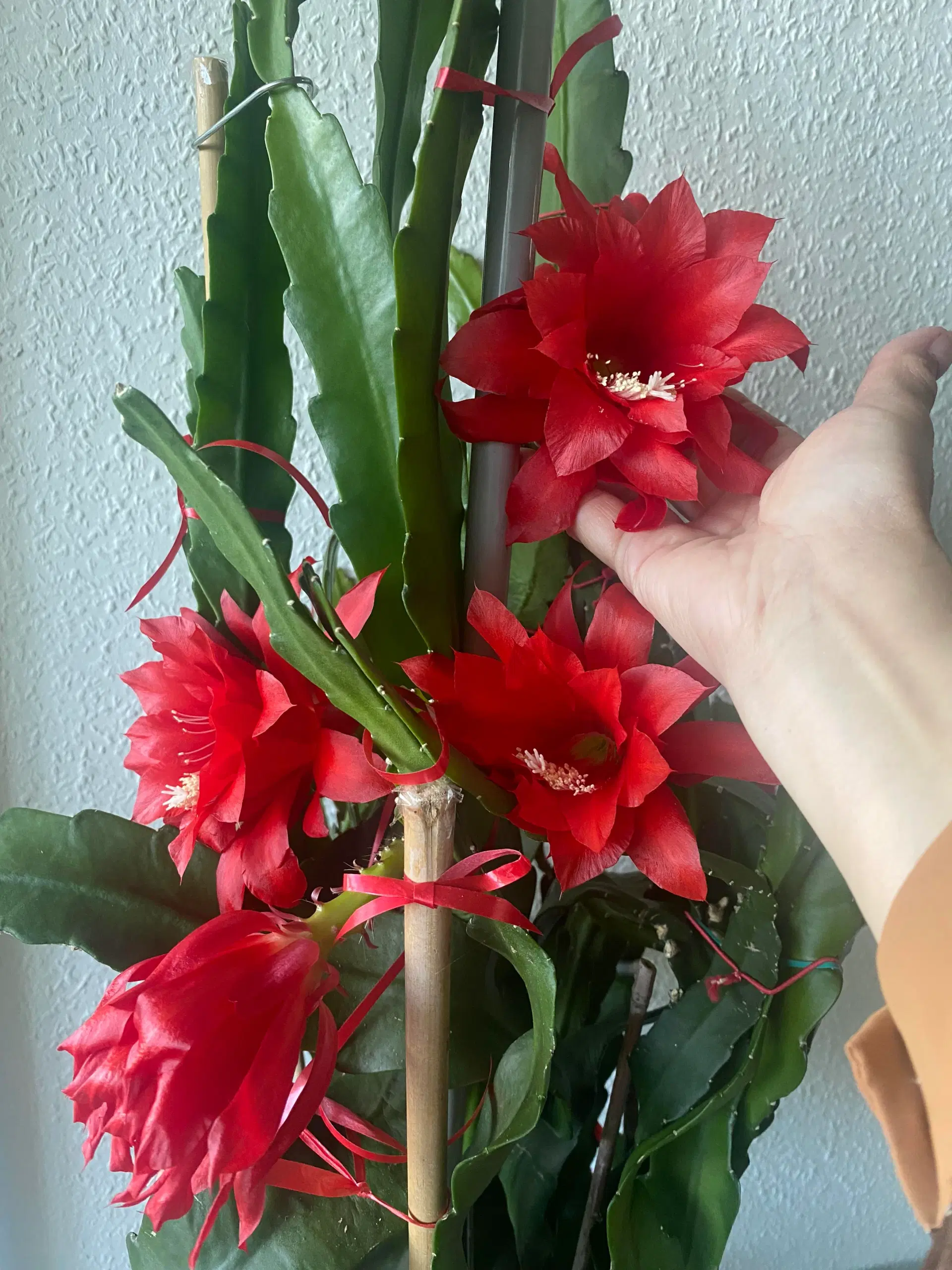 Epiphyllum stor potter  blomst