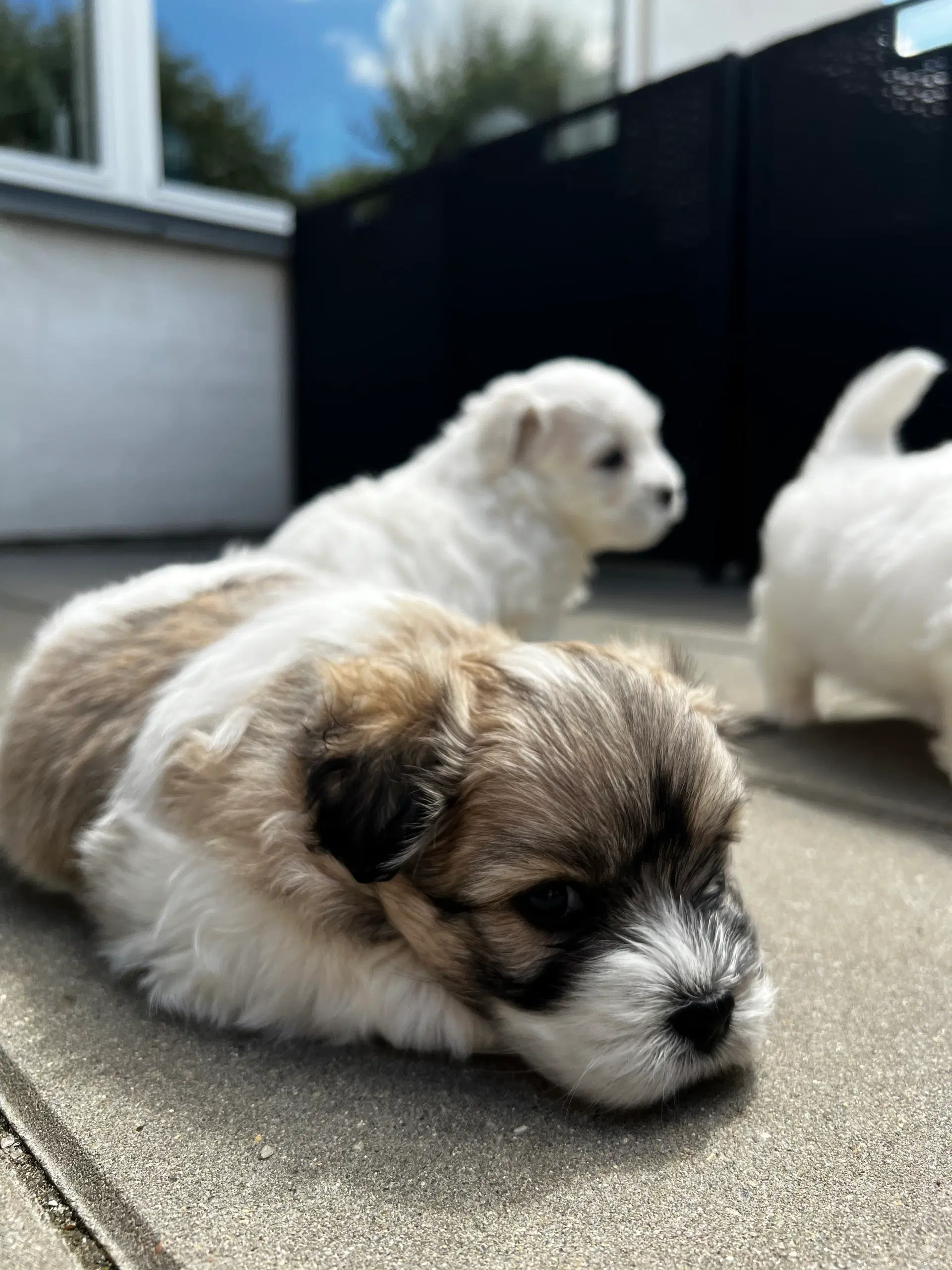 Coton de tulear hvalpe