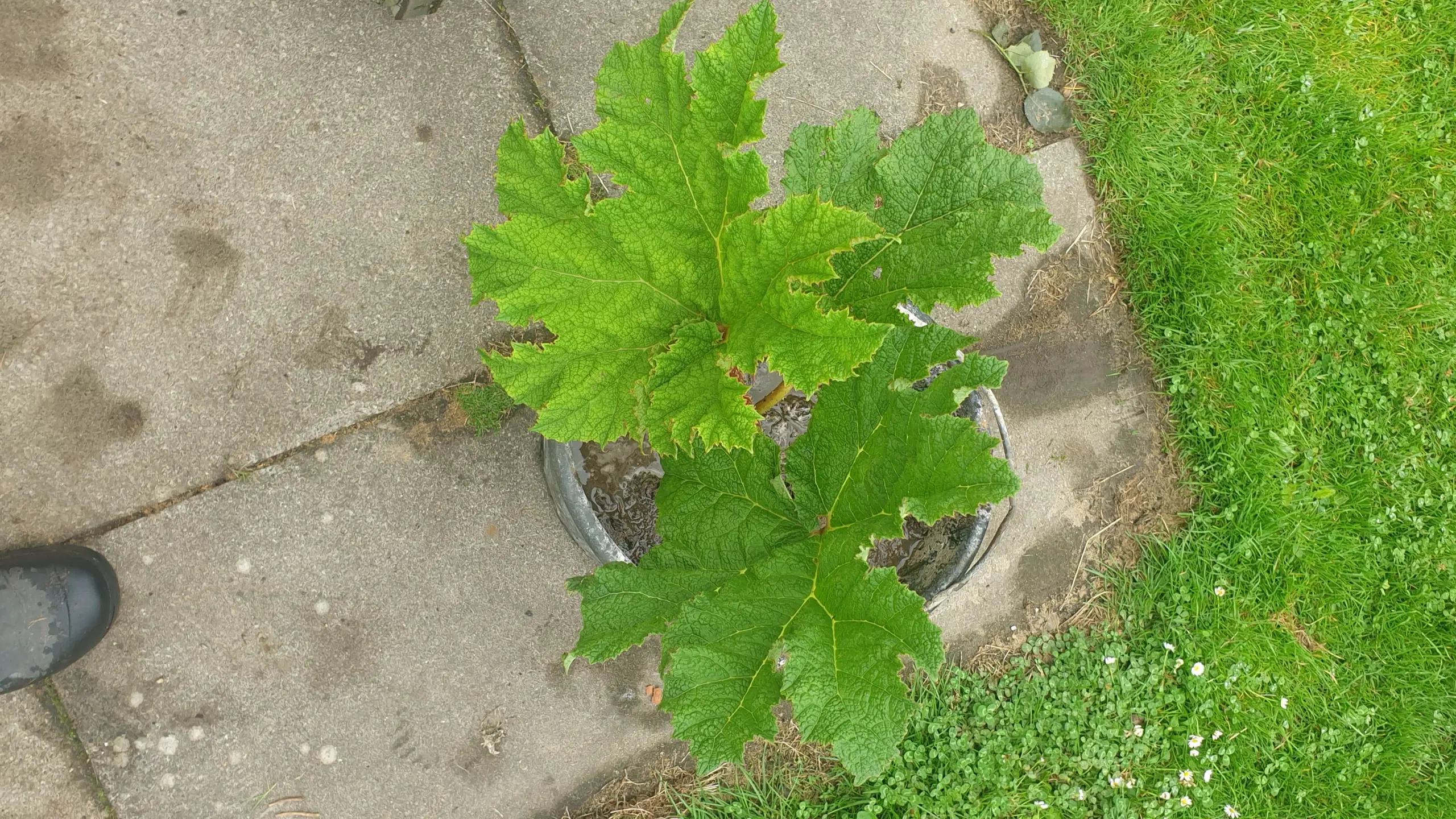 Mammut blad gunnera manicata