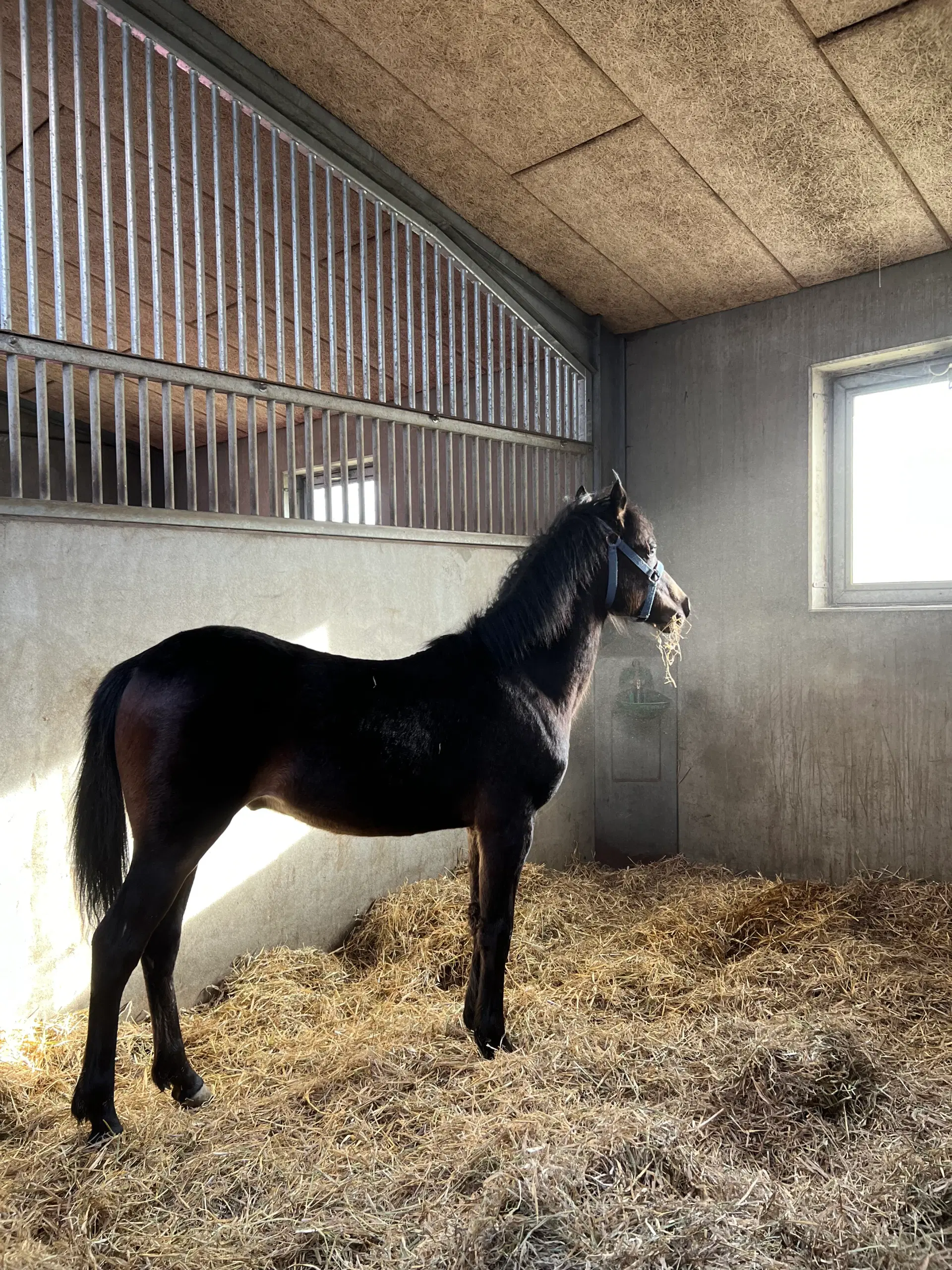 Welsh pony 1 år