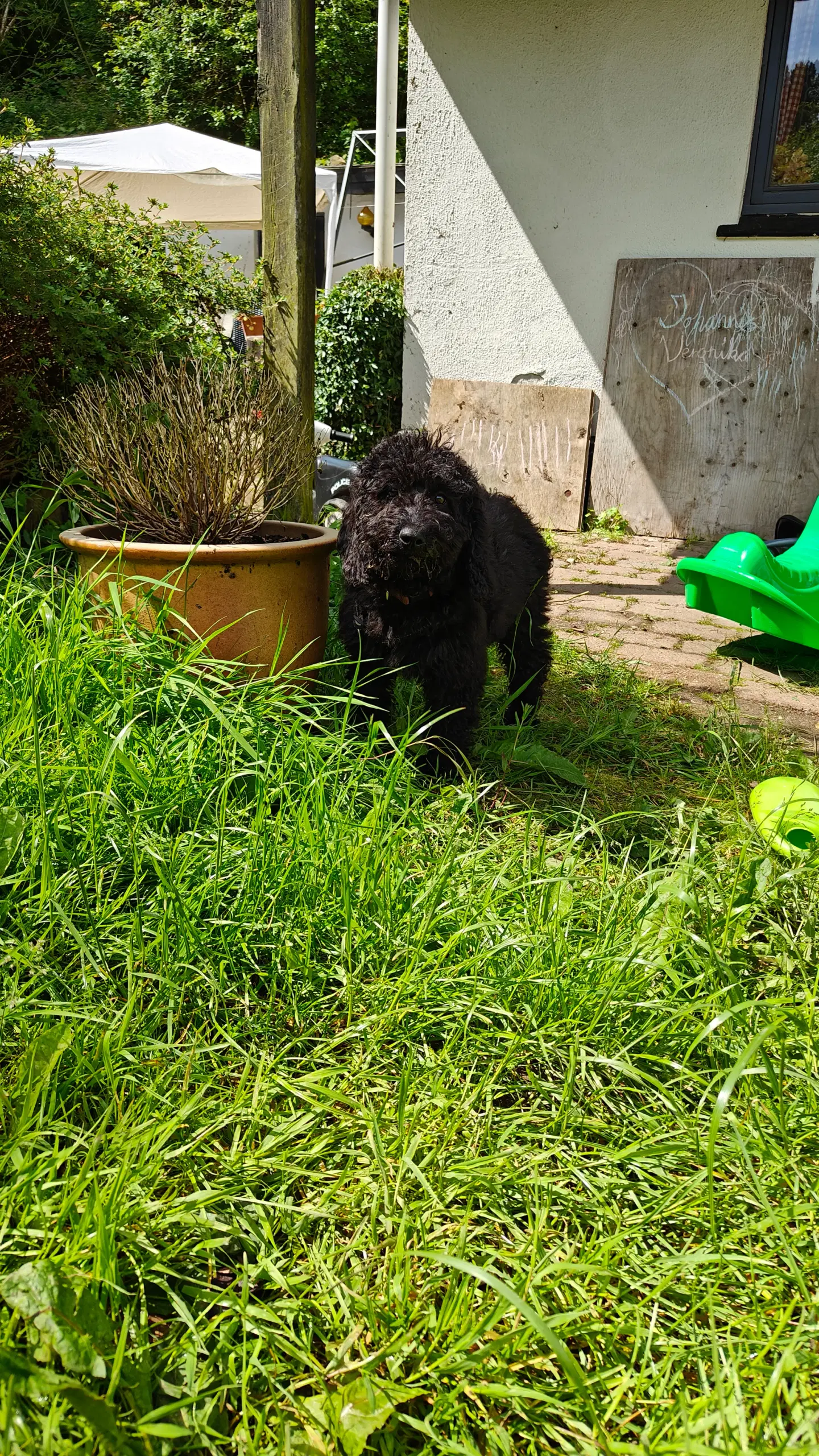 Labradoodle han hvalp