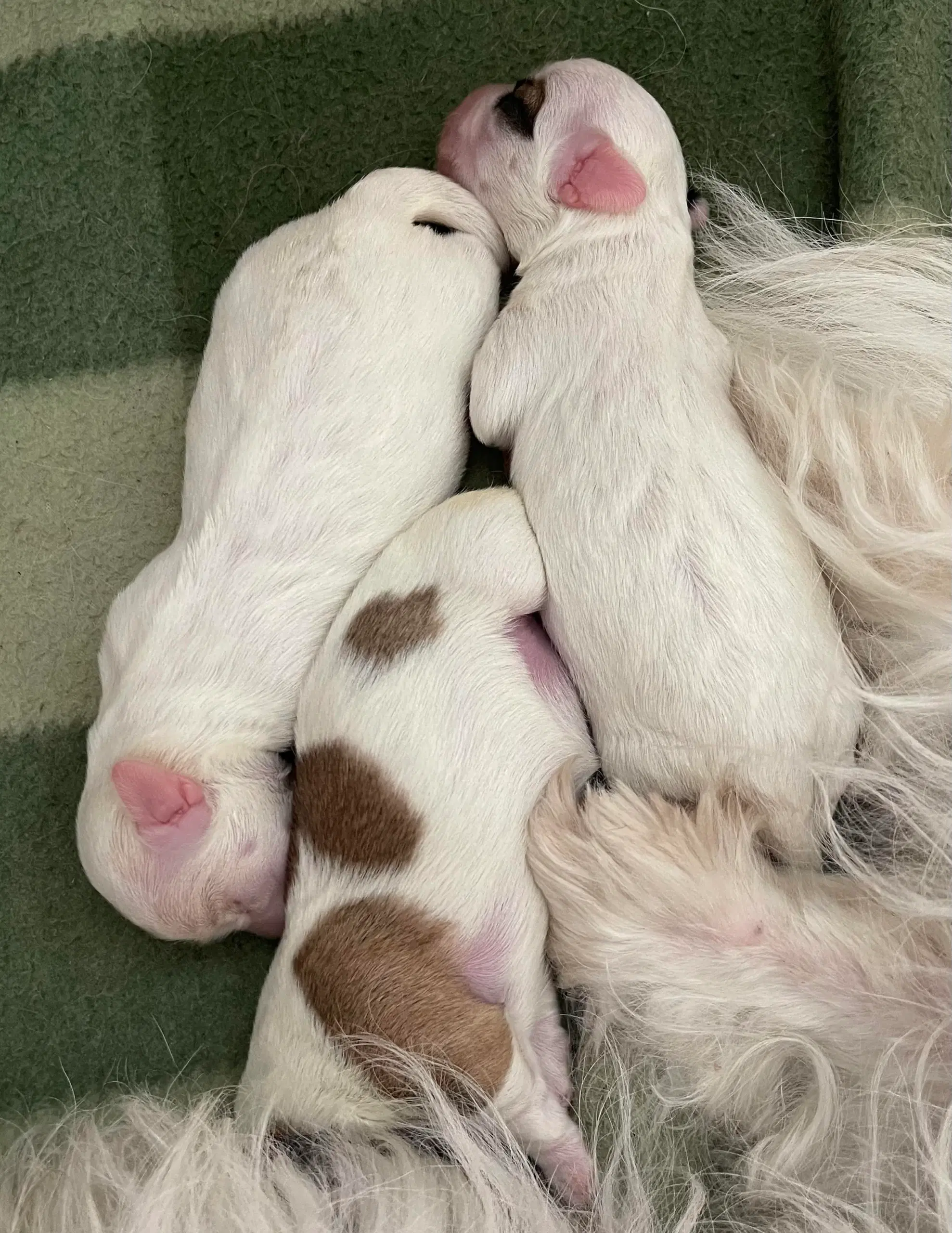 Coton De Tulear