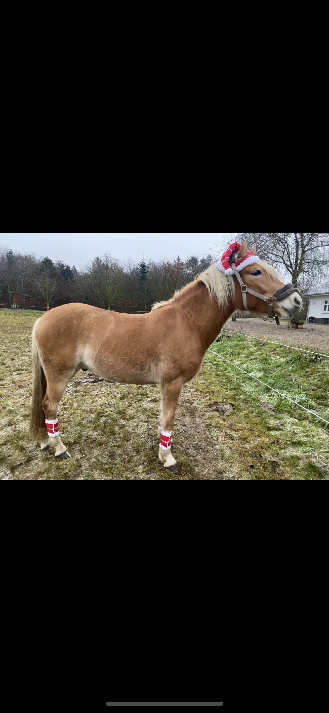 Haflinger Vallak