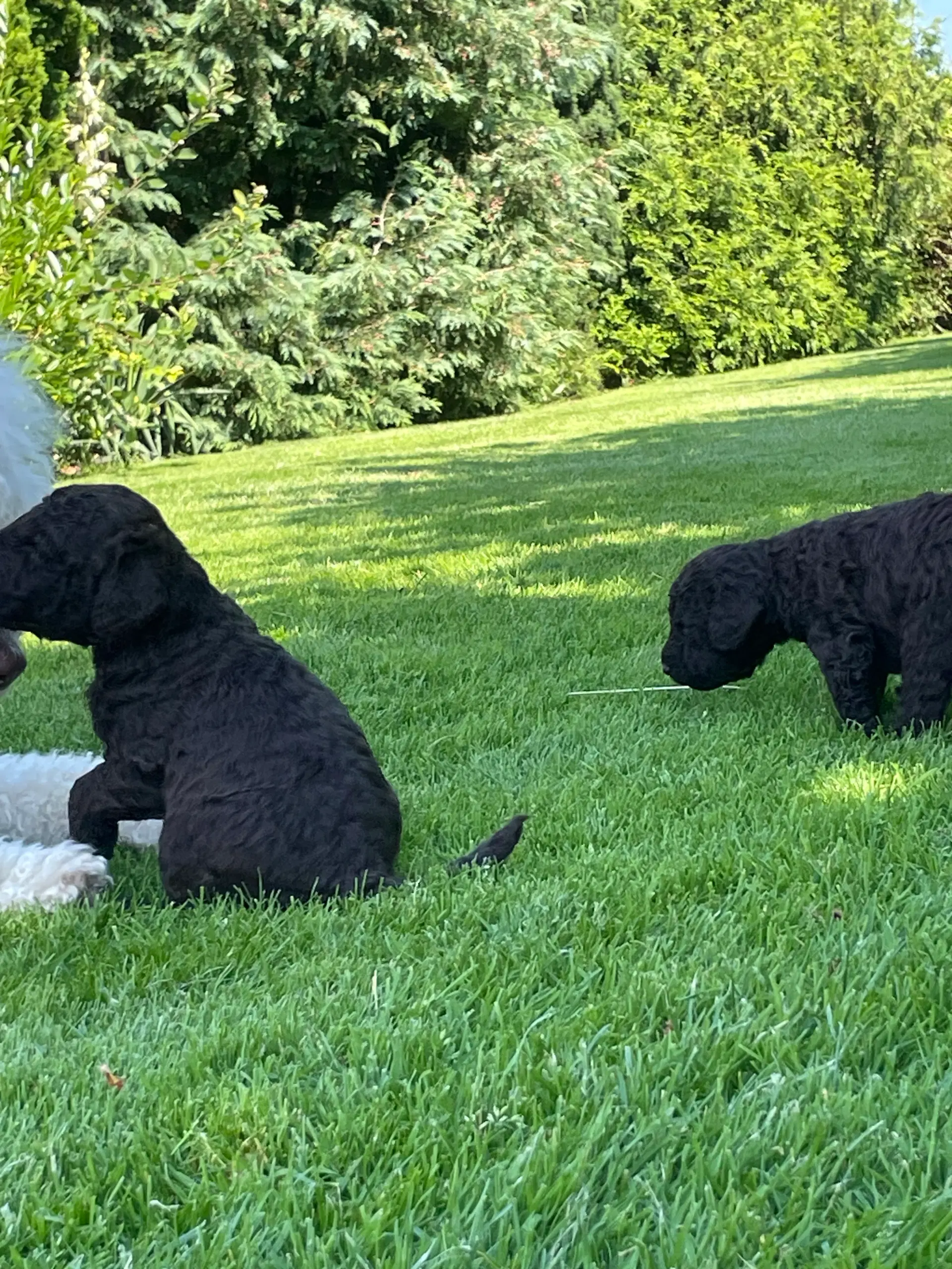 Chokolade brune Golden/labradoodle hvalpe