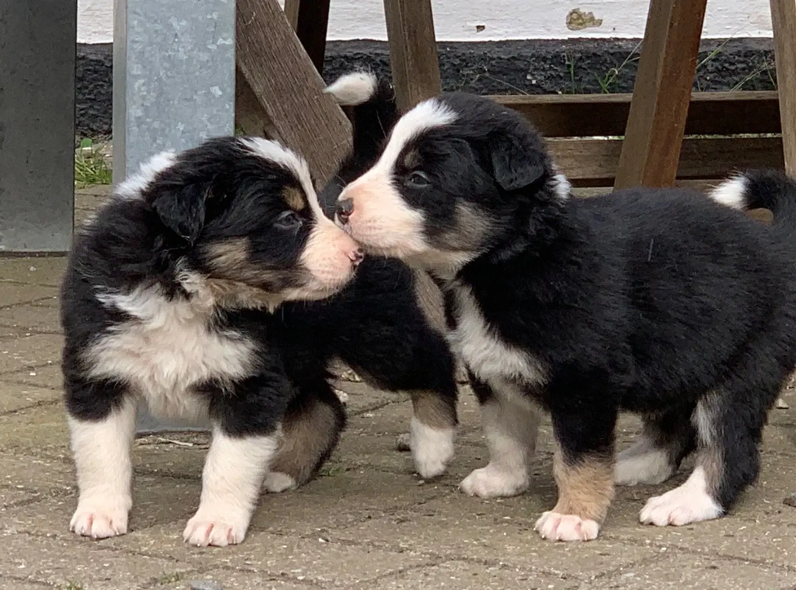 Border Collie hvalpe