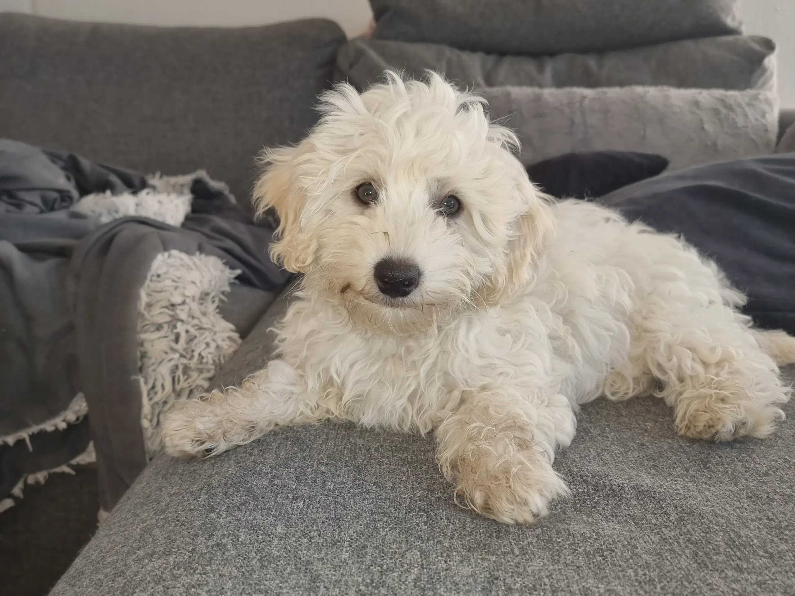 Maltipoo hvalpe