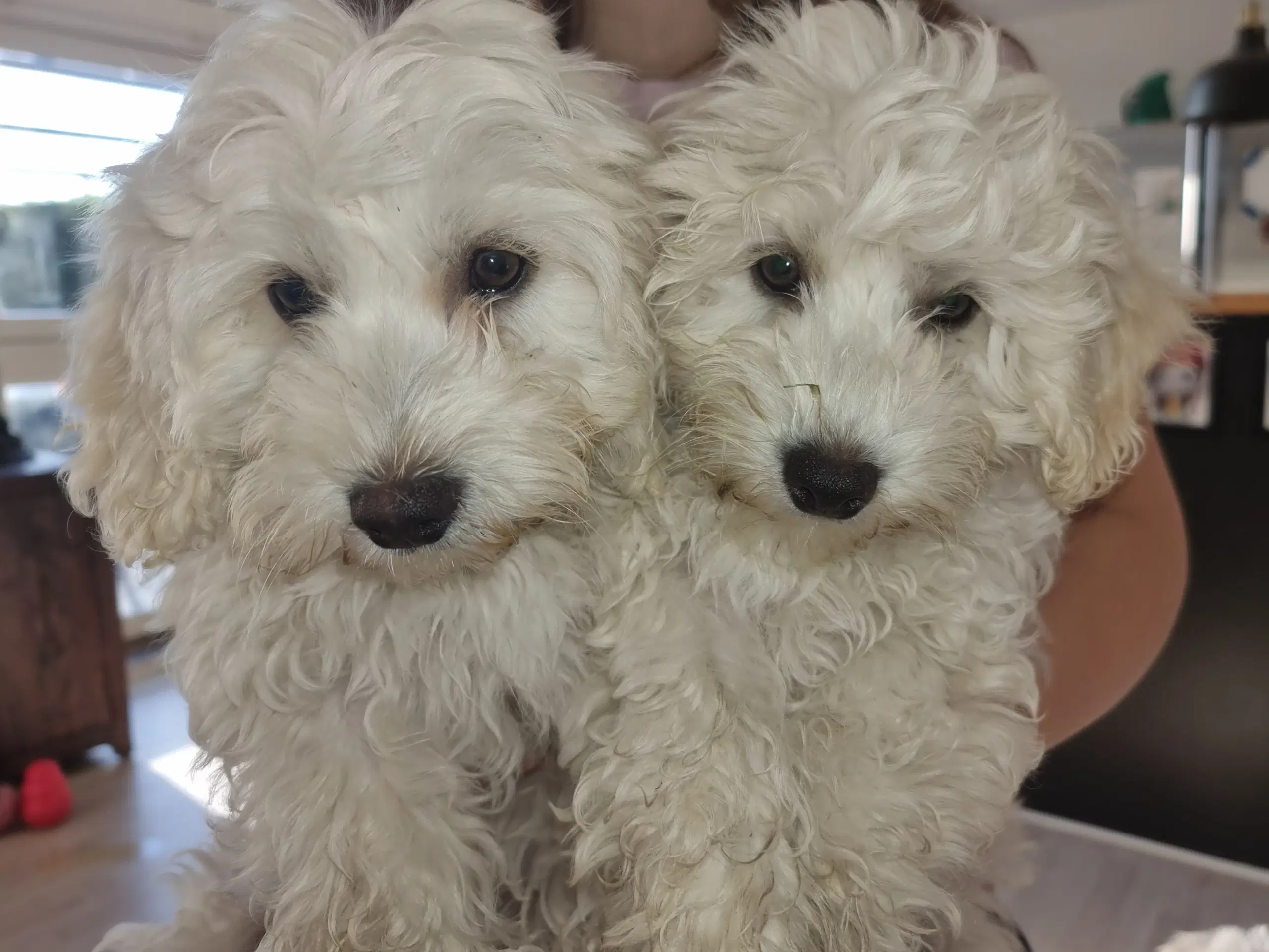 Maltipoo hvalpe